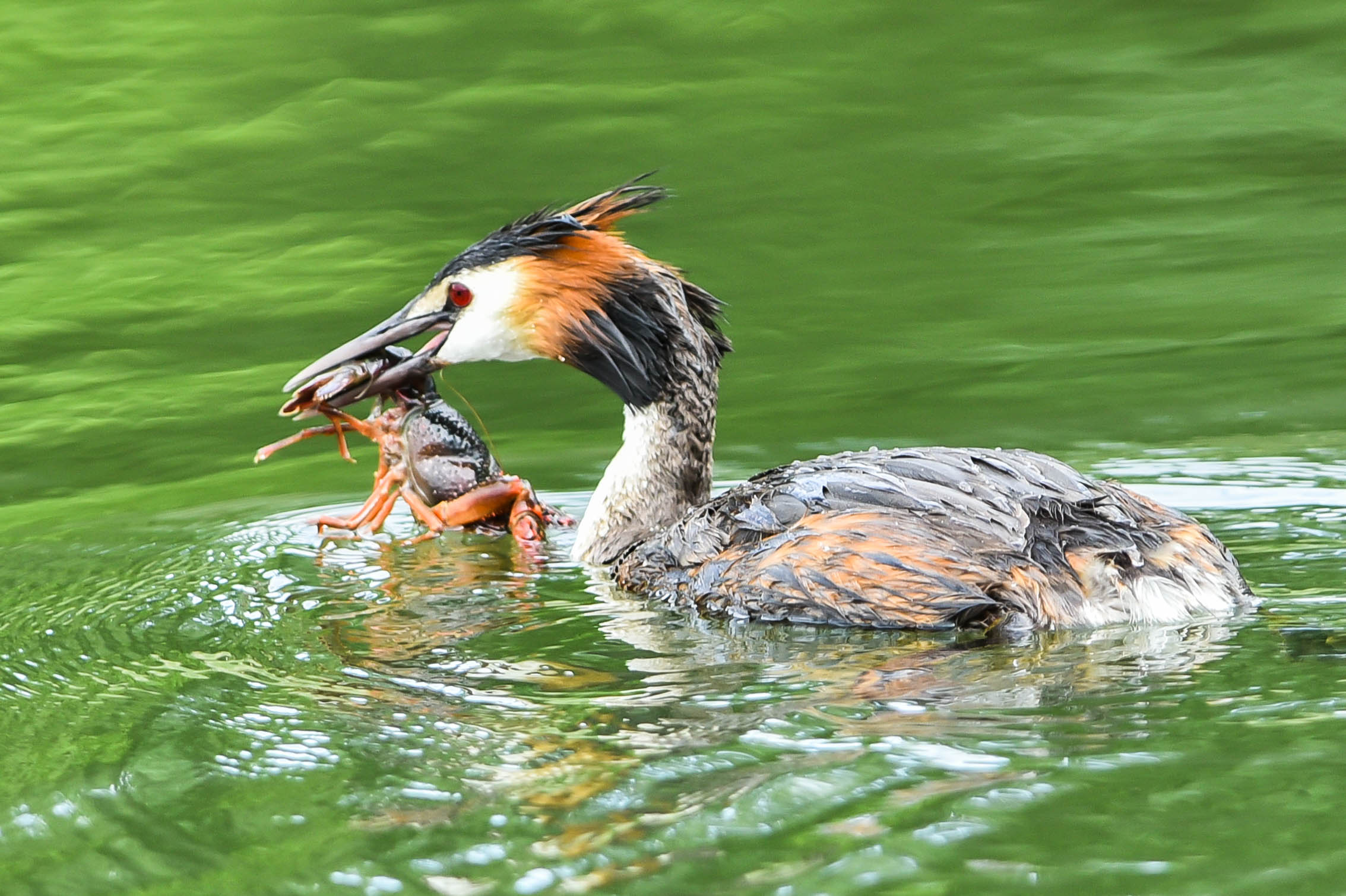Svasso with shrimp of the Luisiana