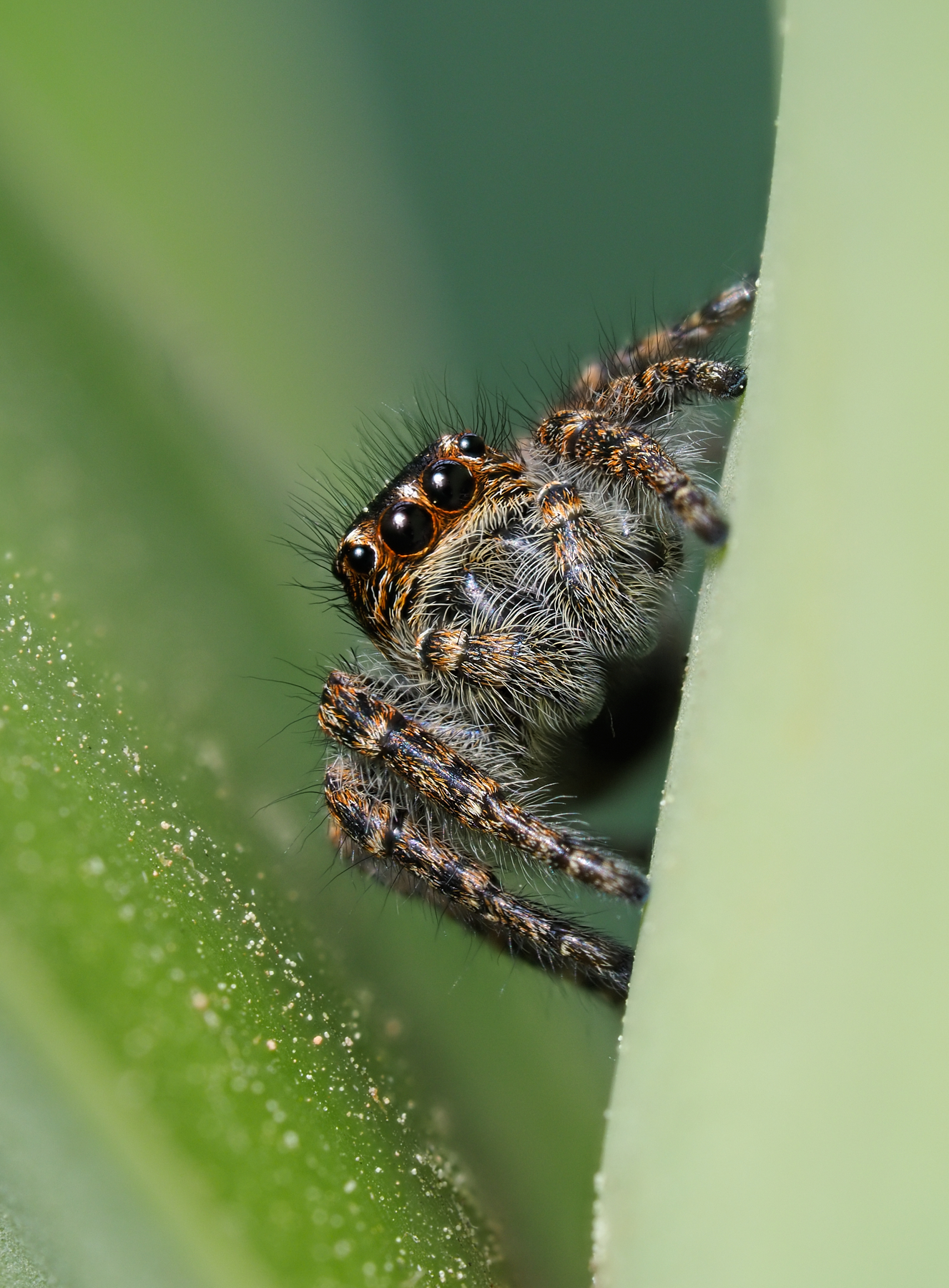 IX grado in freestyle