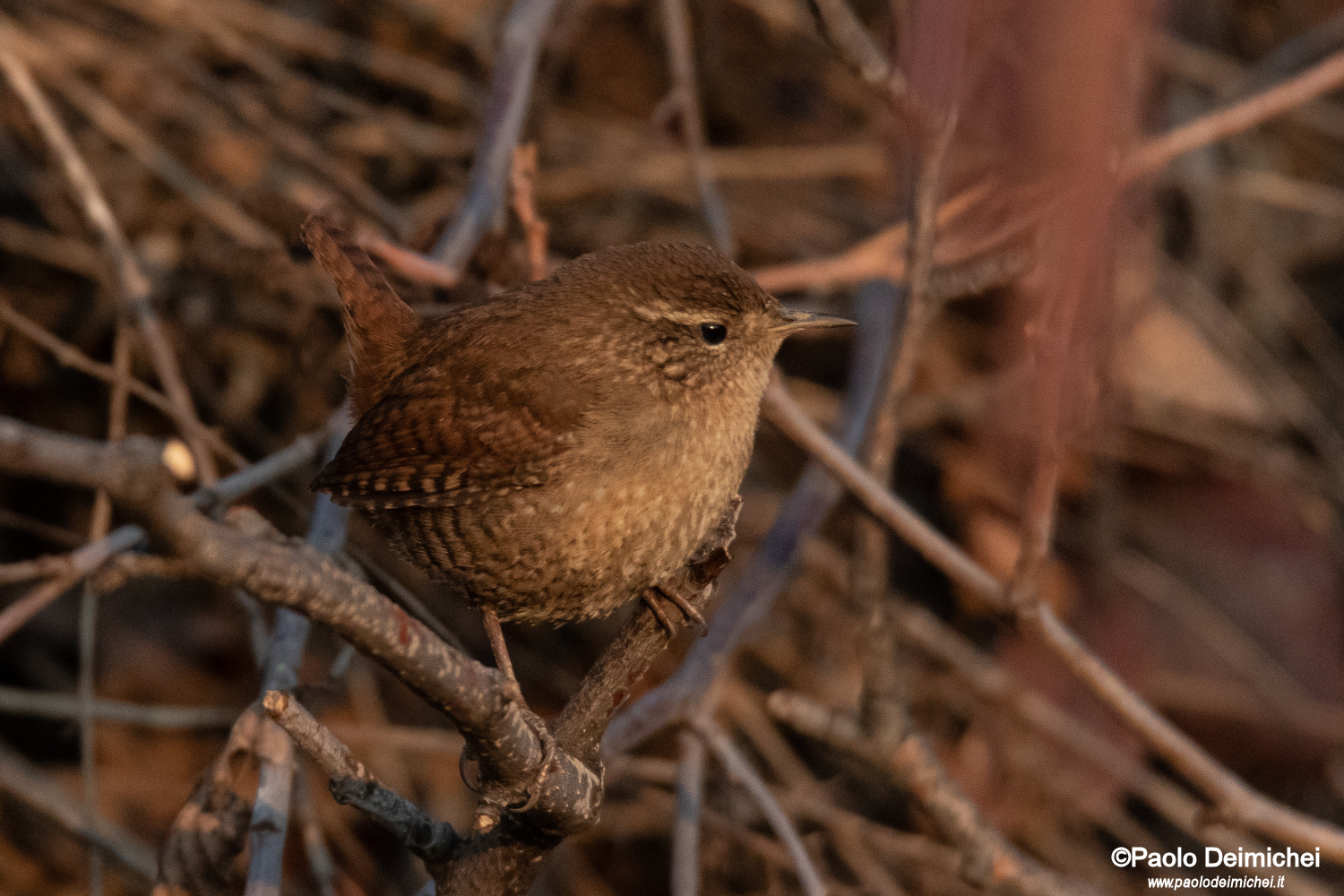 Il piccolo Scricciolo da vicino
