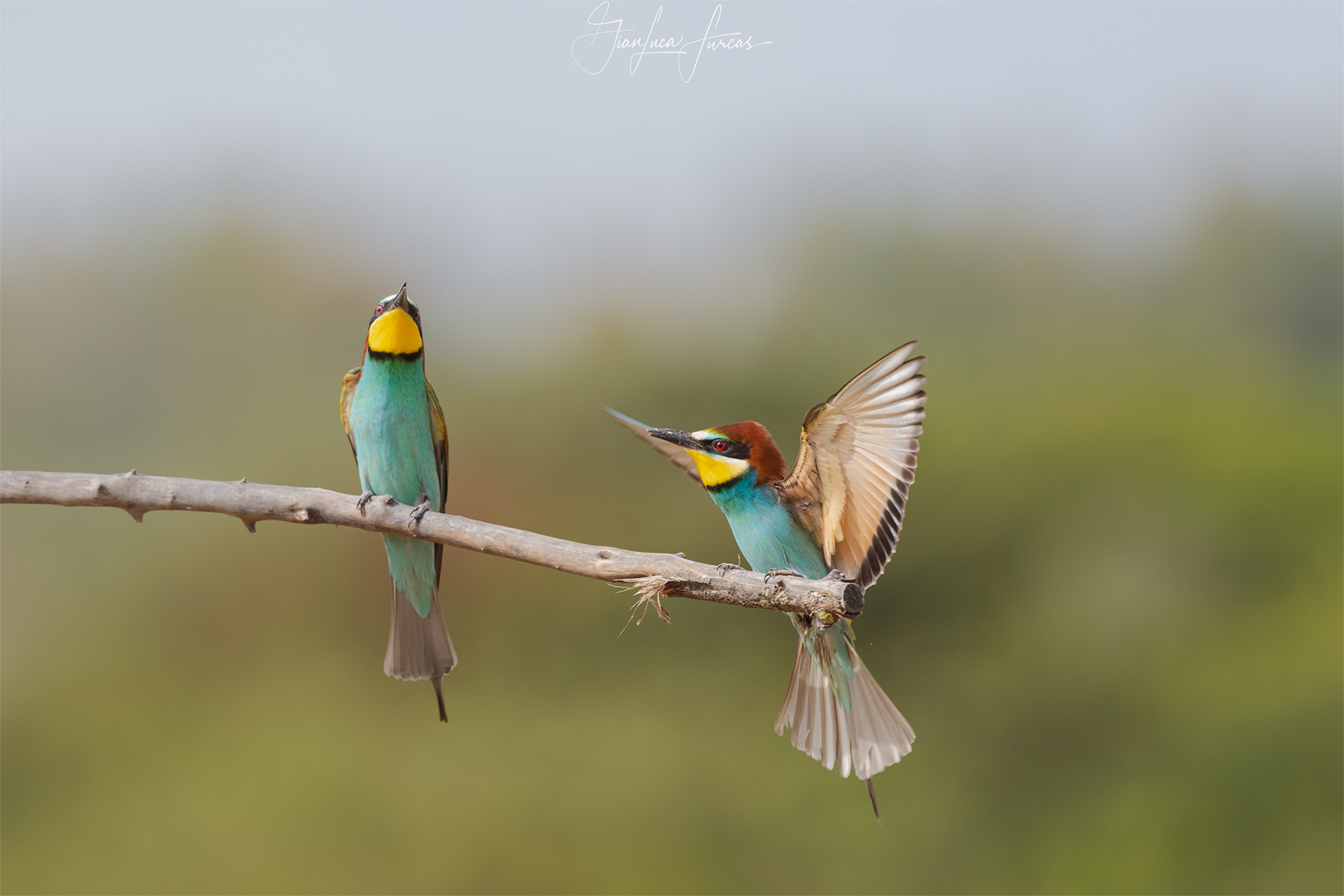 fase di corteggiamento