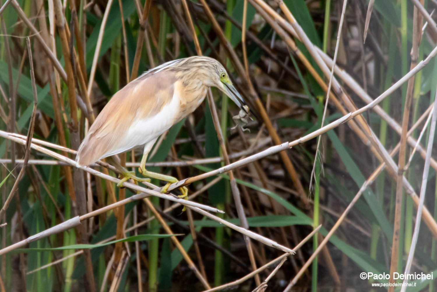 La bellissima Sgarza ciuffetto, che preda una rana