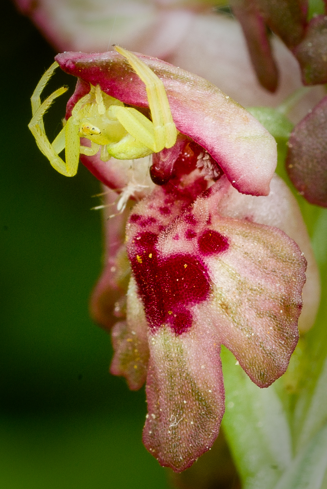 Waitnig per un "amico"