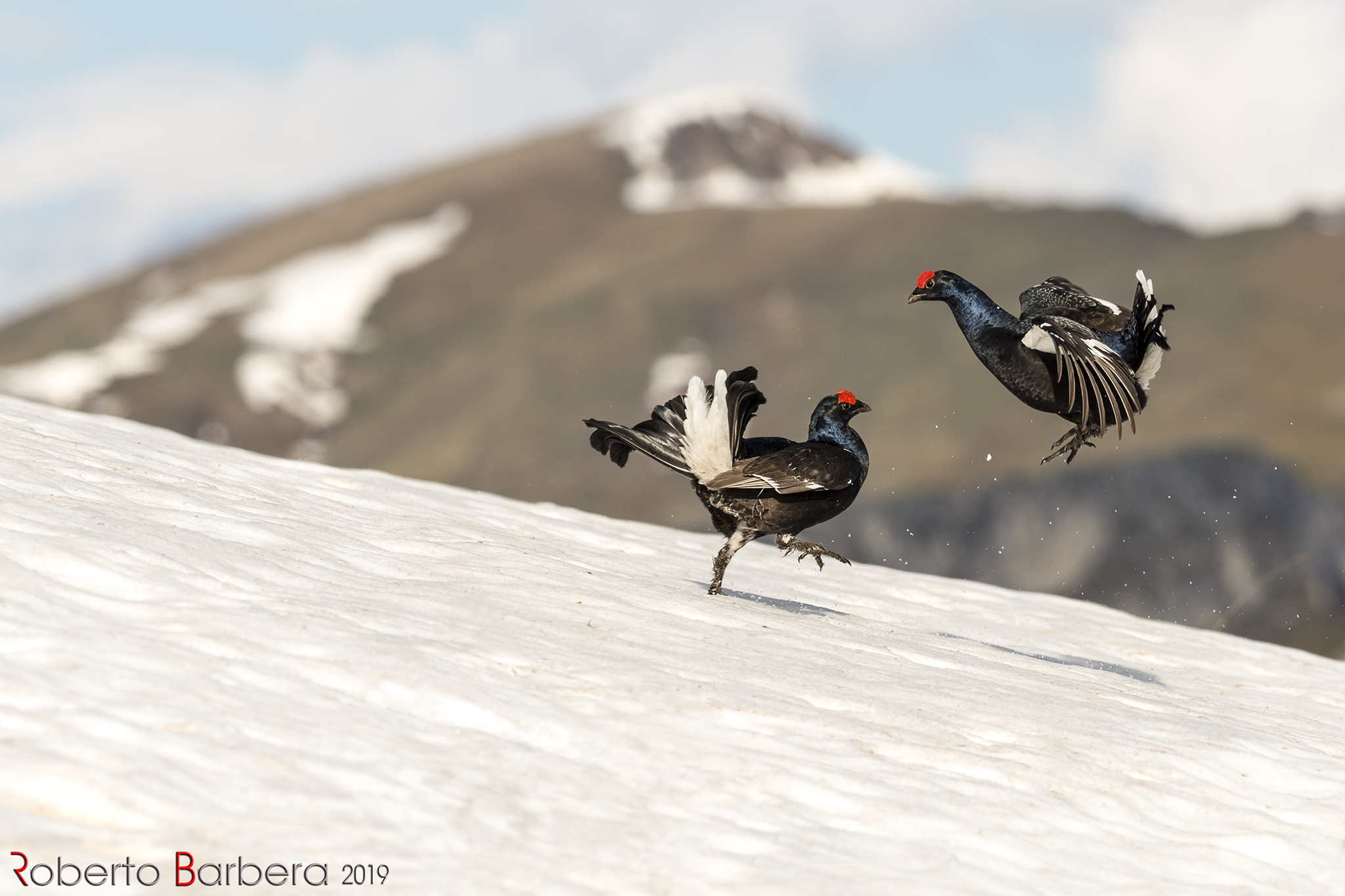Combattimento tra galli forcelli. Foto maggio 2019