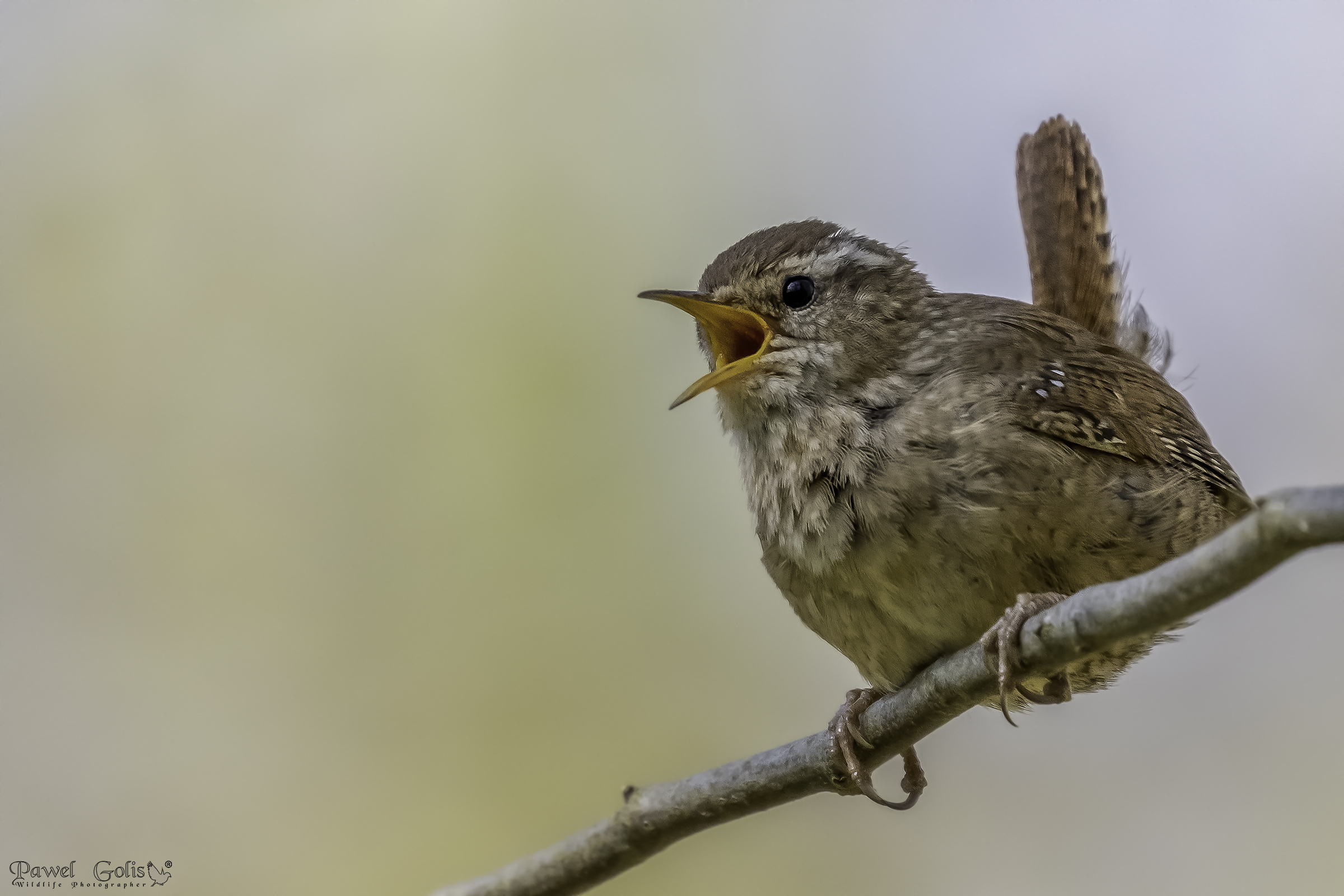 Wren eurasiatico ( Troglodytes troglodytes)