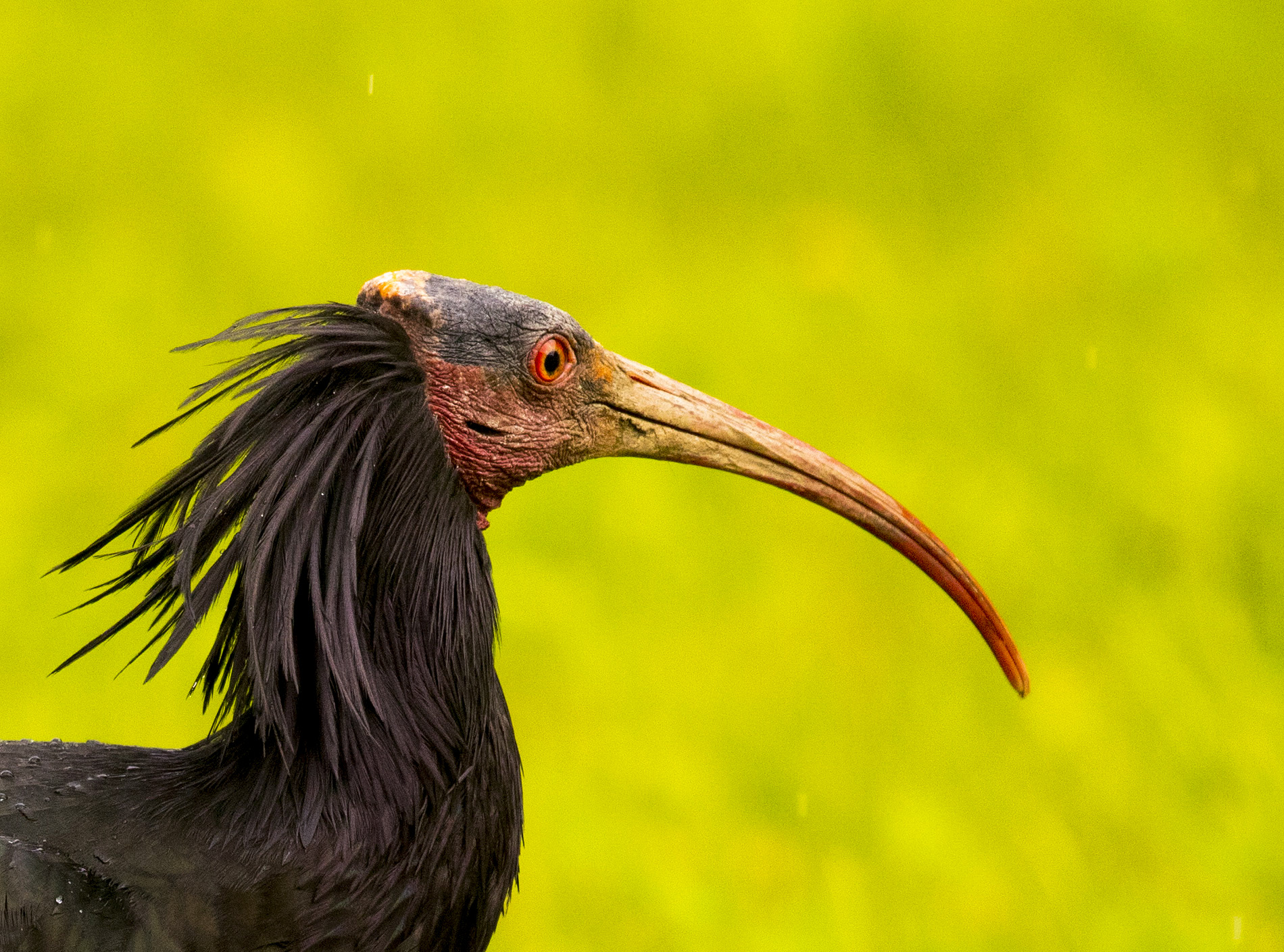 Hermit Ibis