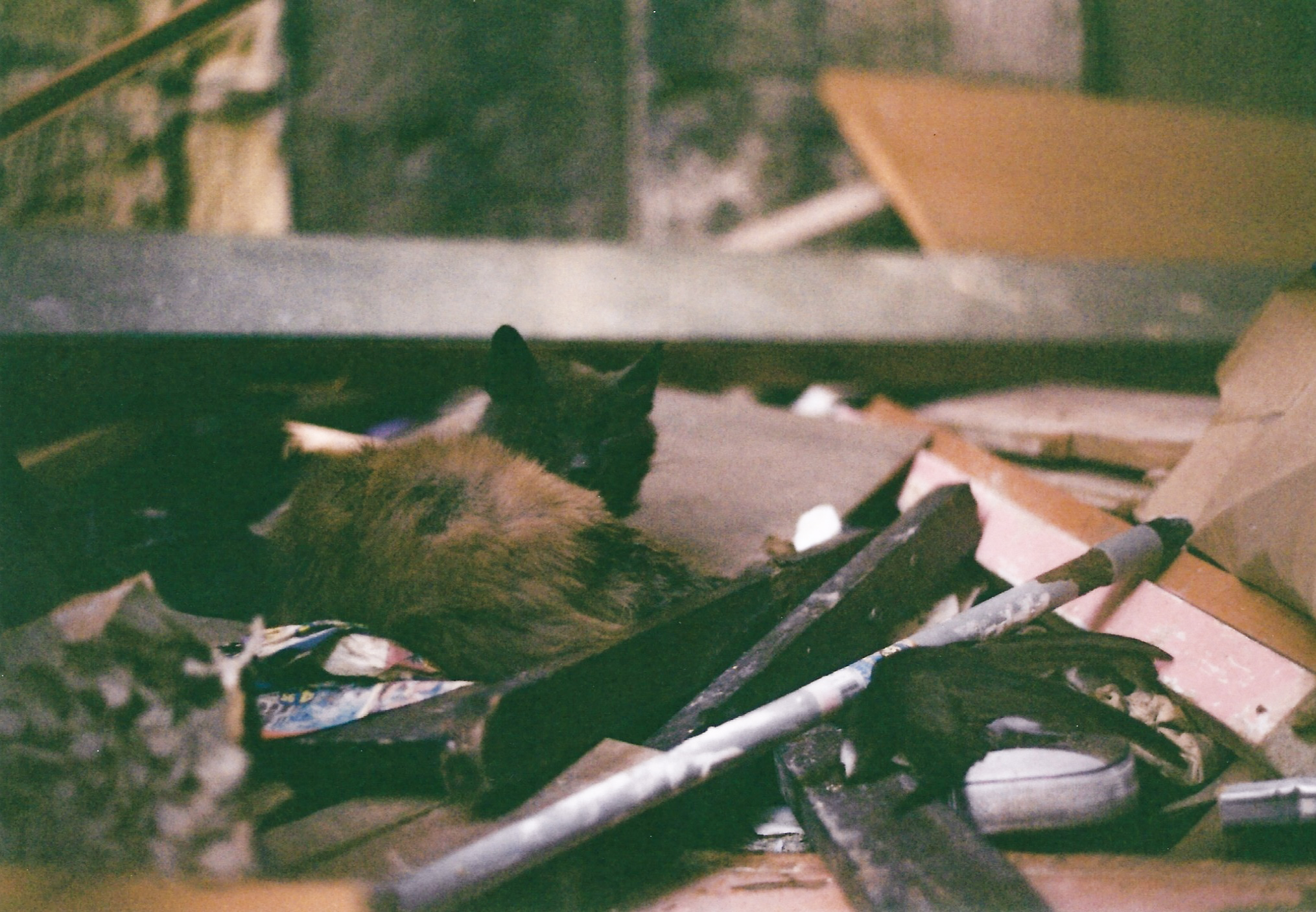 Golondrina y el gato.