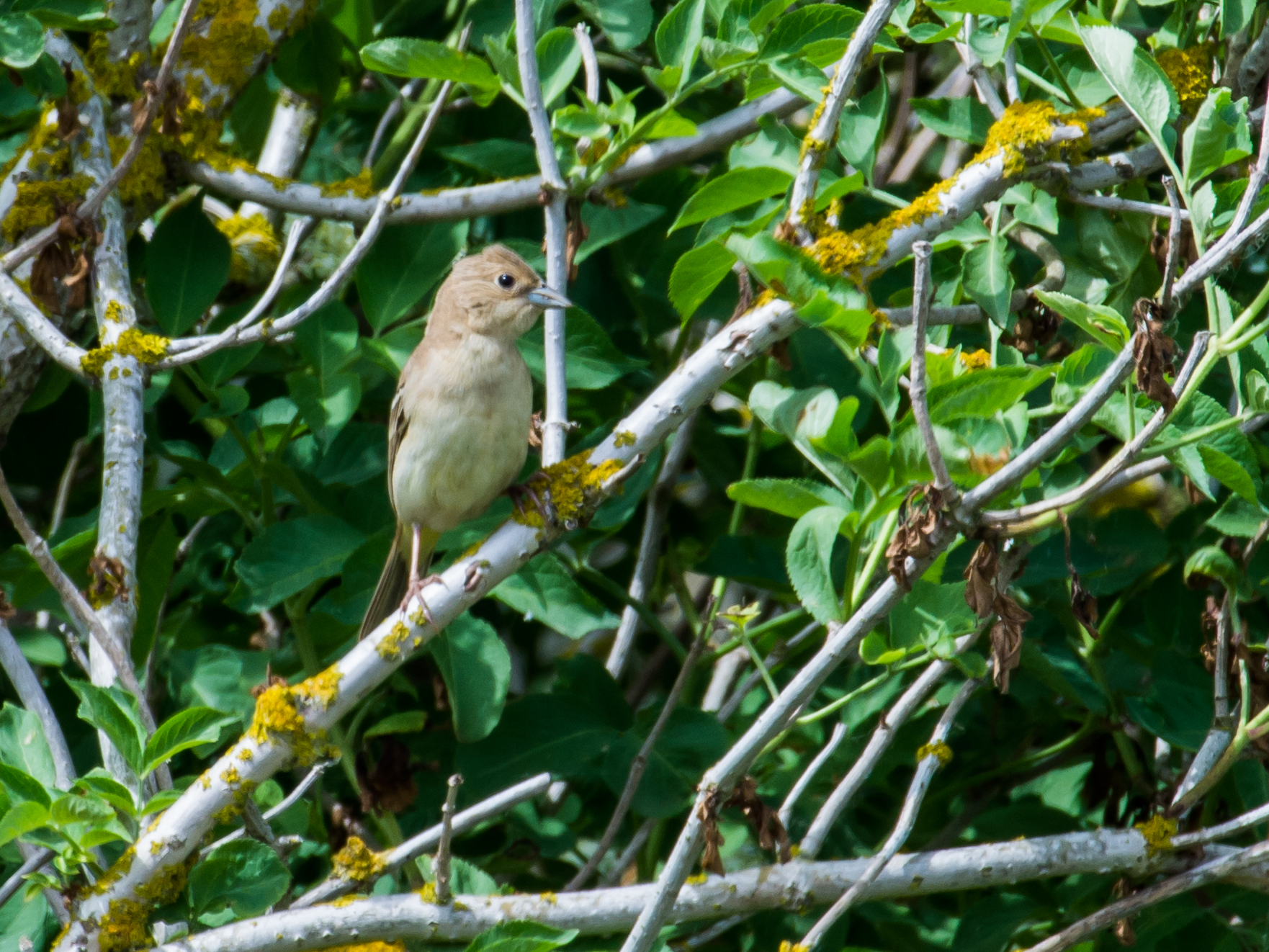 Zigolo Capinero Femmina