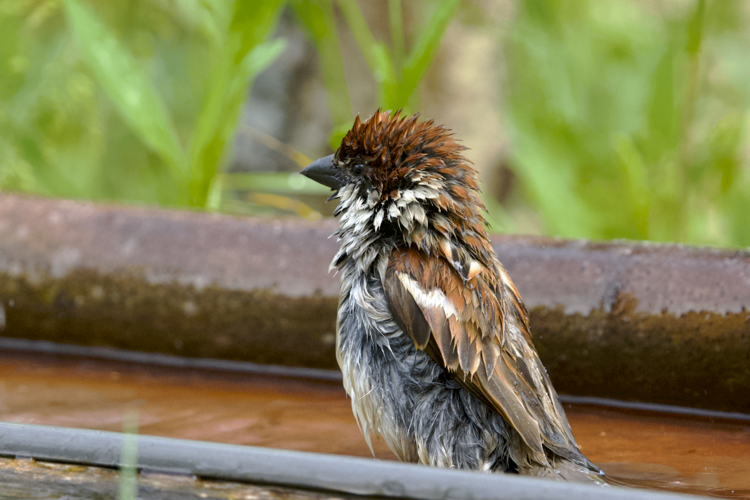 ... After the bath...