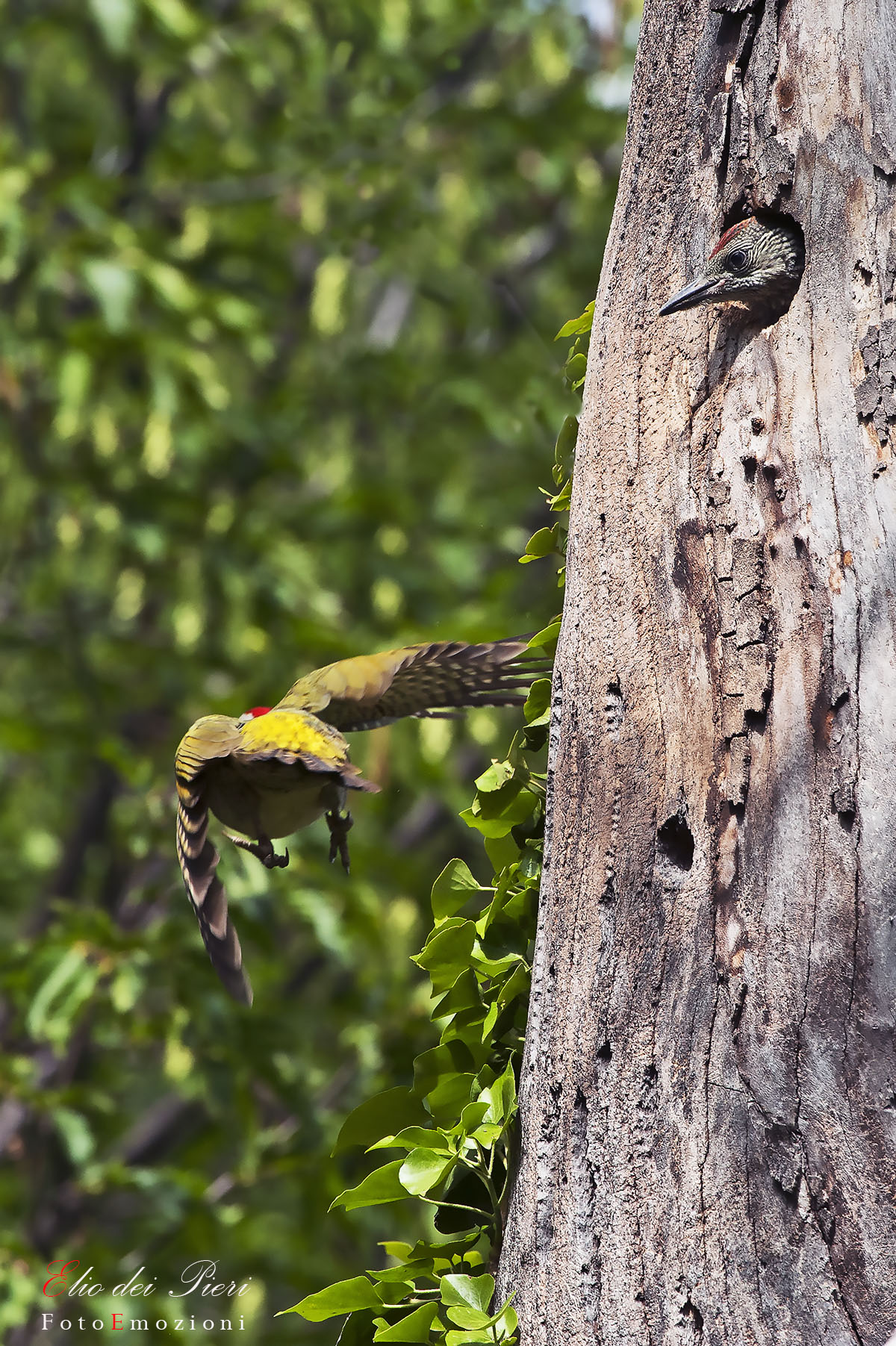 Tra un po' ritorno!! Picchio verde