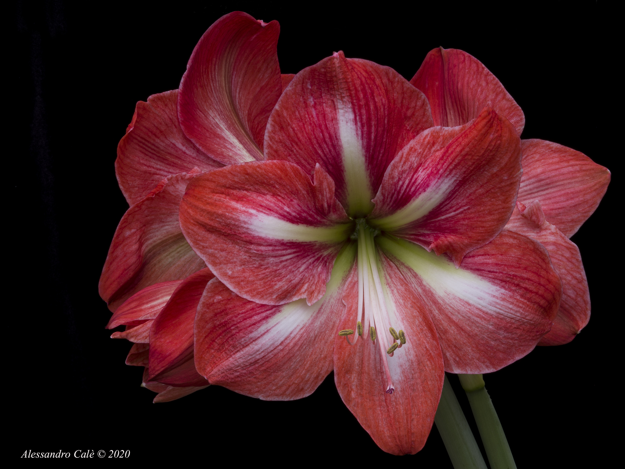 Amaryllis 5881