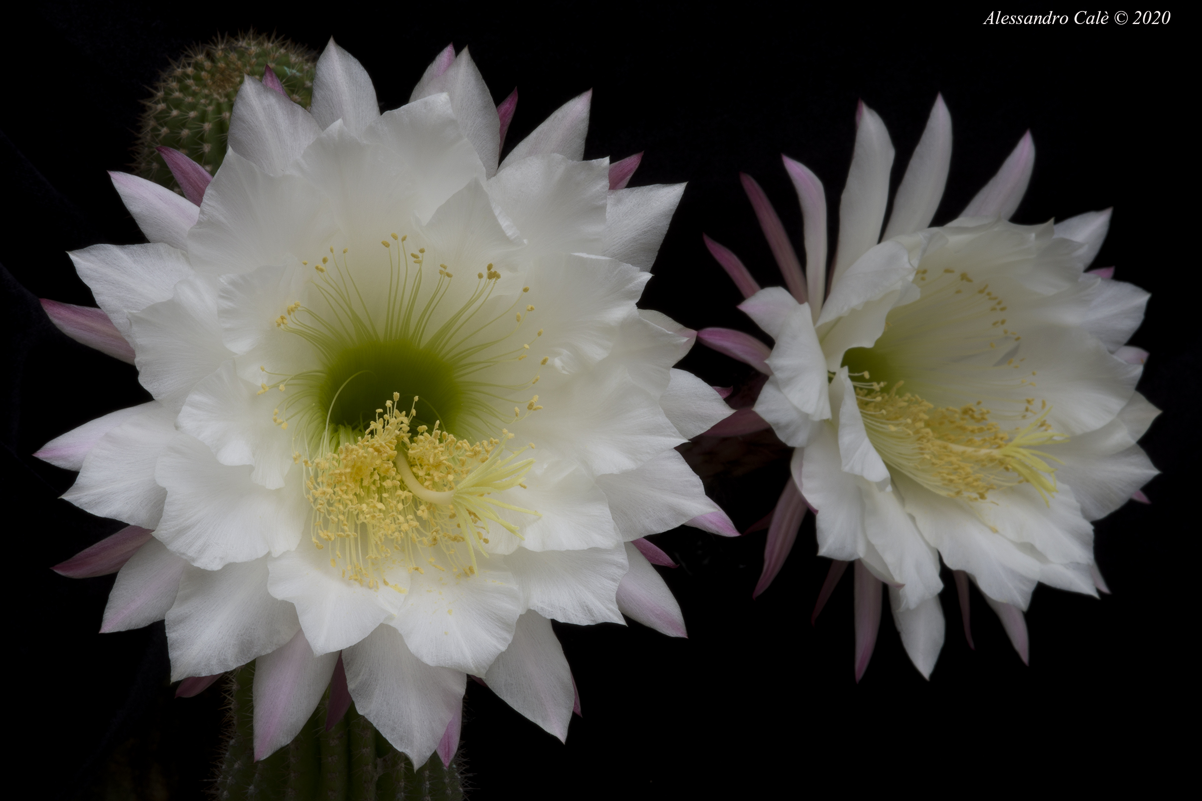 Echinopsis oxygona 5941