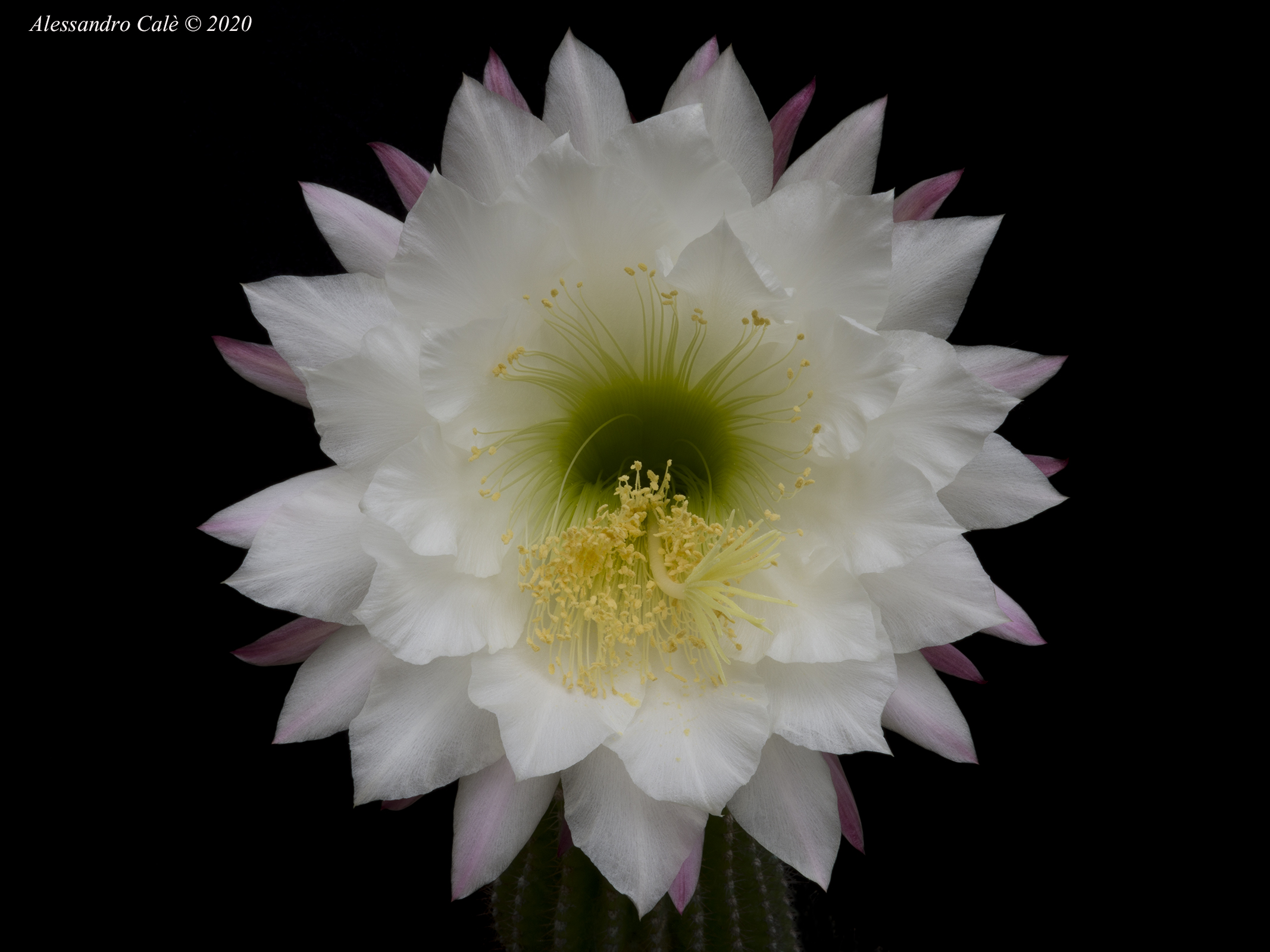 Echinopsis oxygona 5840