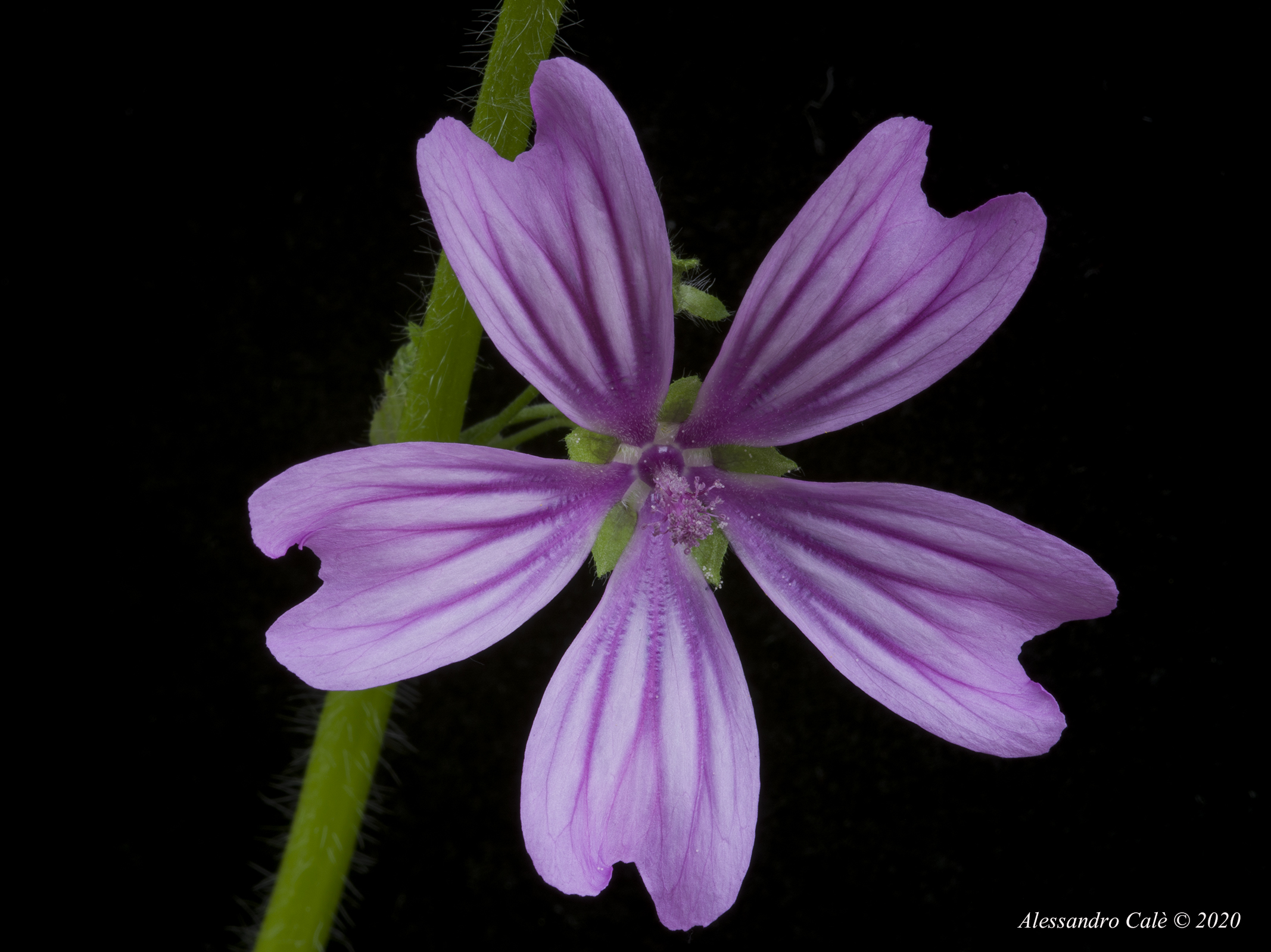 Malva sylvestris (Malva selvatica) 5919