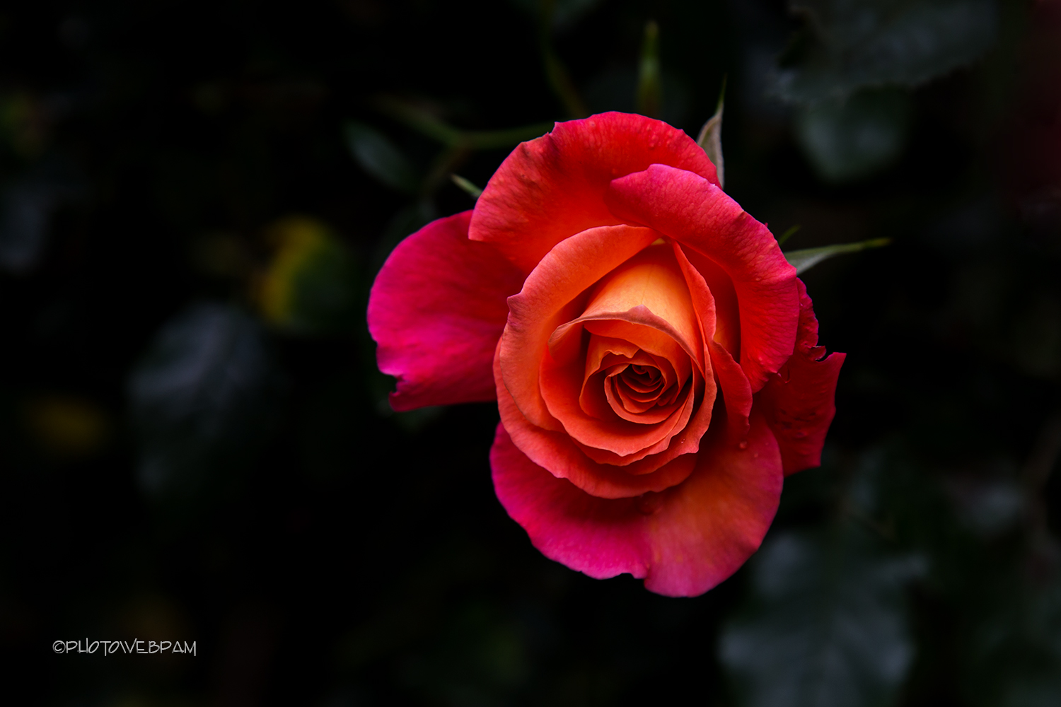 Rosa Freisinger Morgenrote