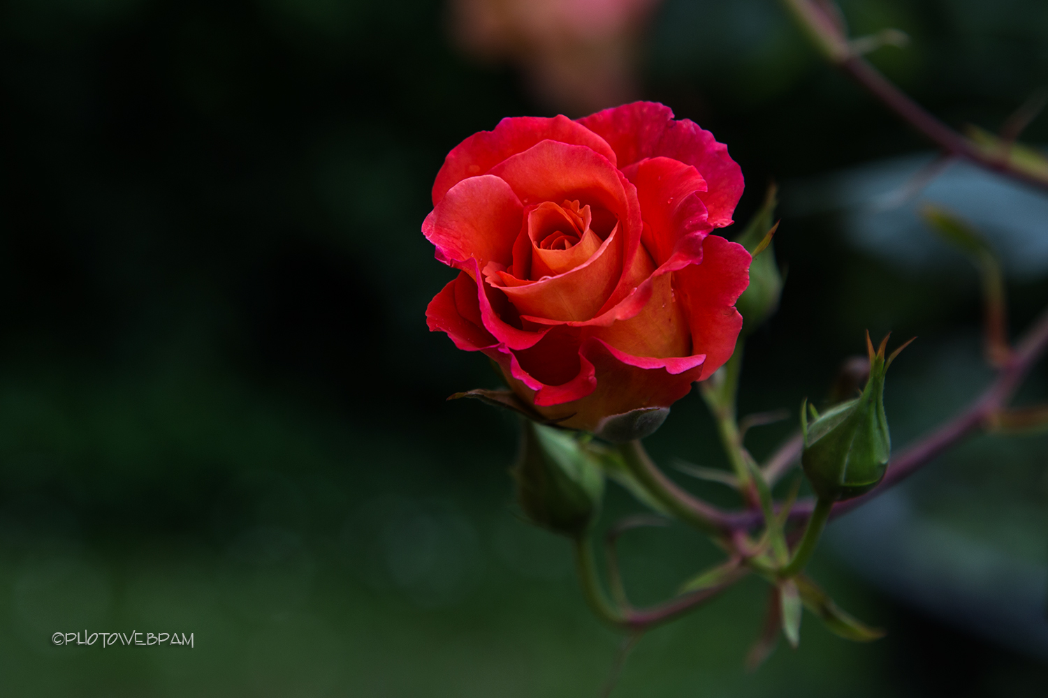 Rosa Freisinger Morgenrote