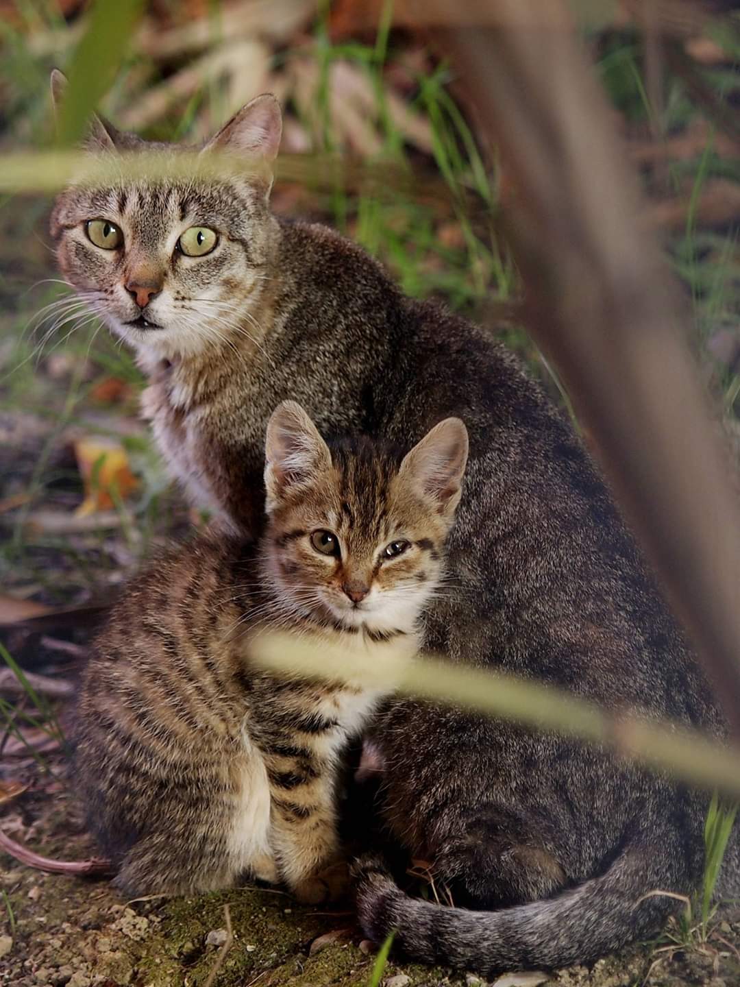 Mamma gatta con cucciolo