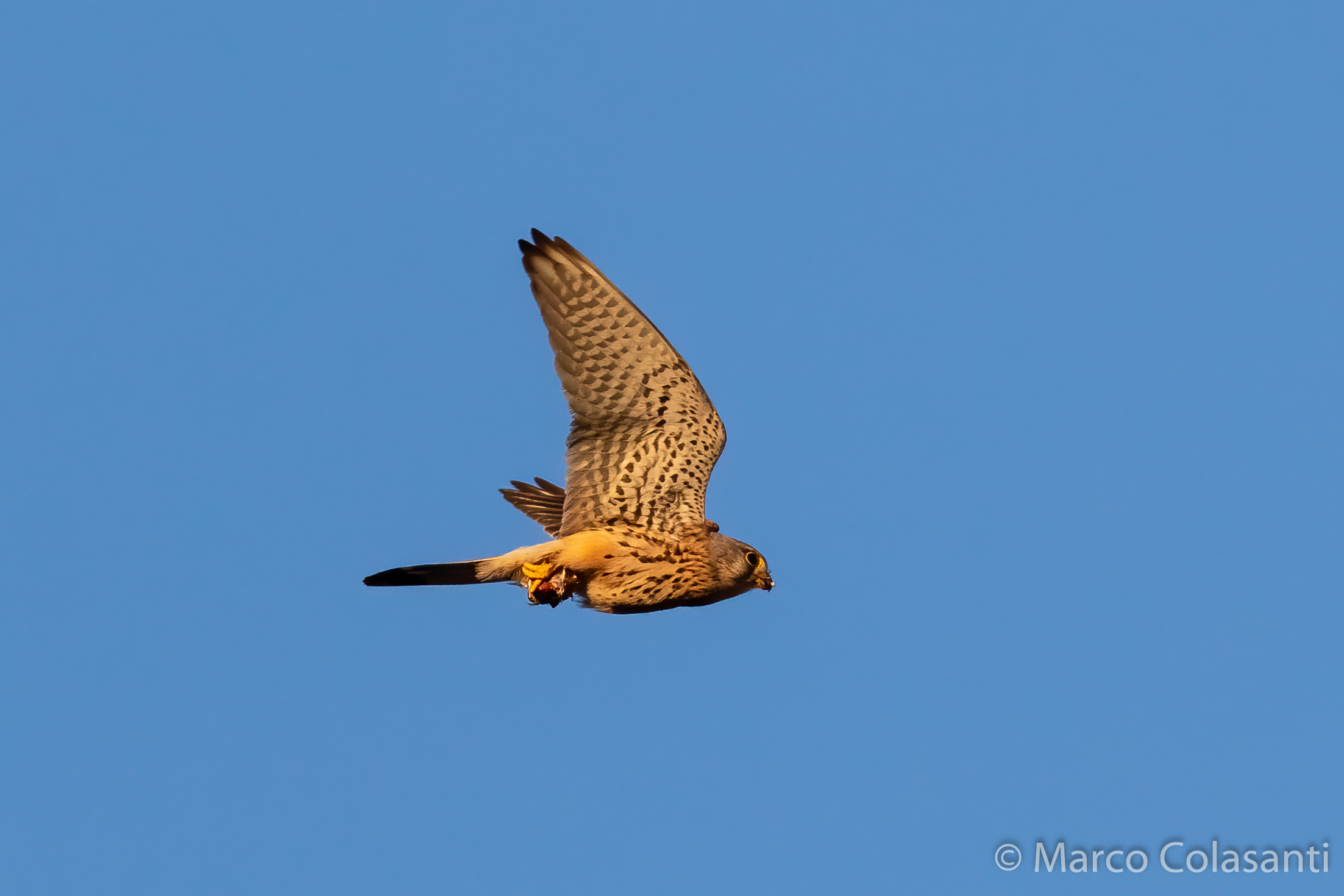 Kestrel... with a prey between his paws