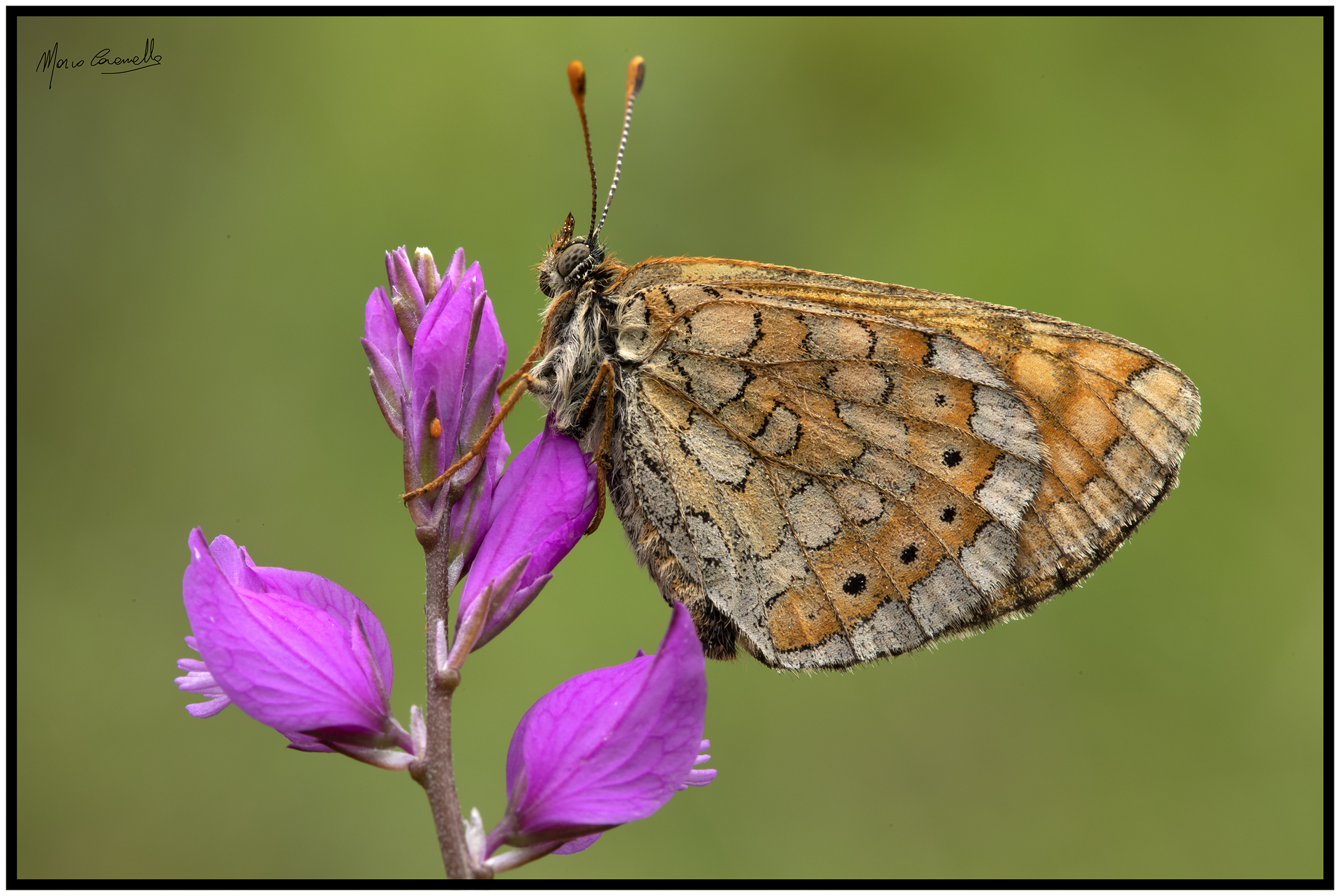 Euphydryas aurinia provincialis