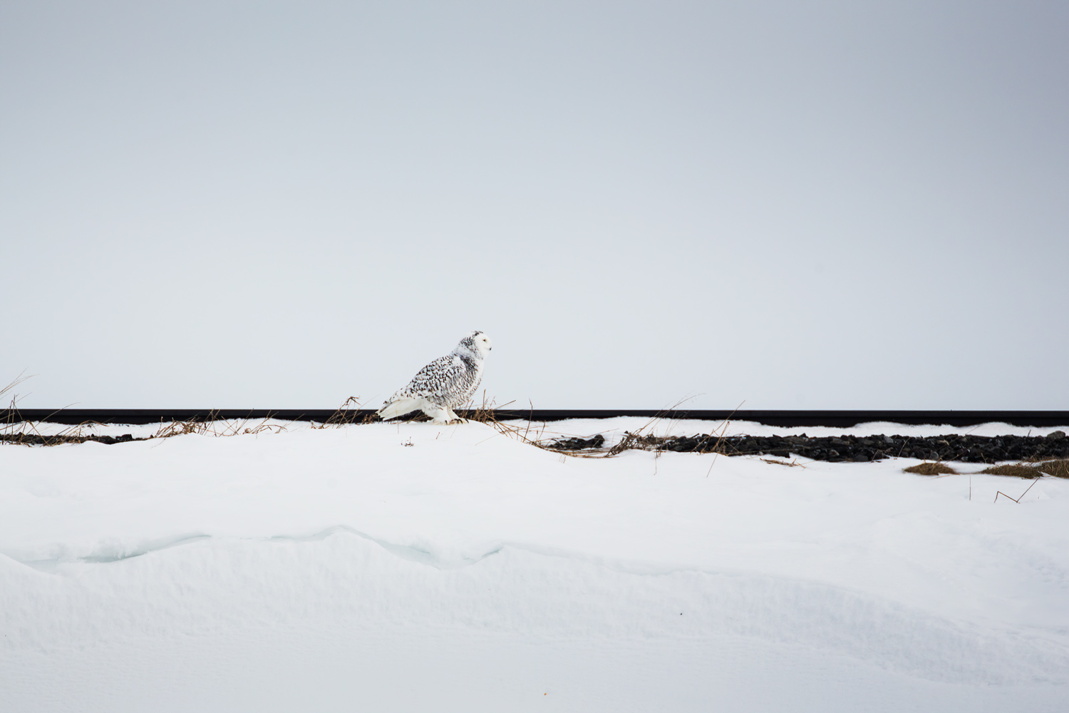 Harfang sur les rails