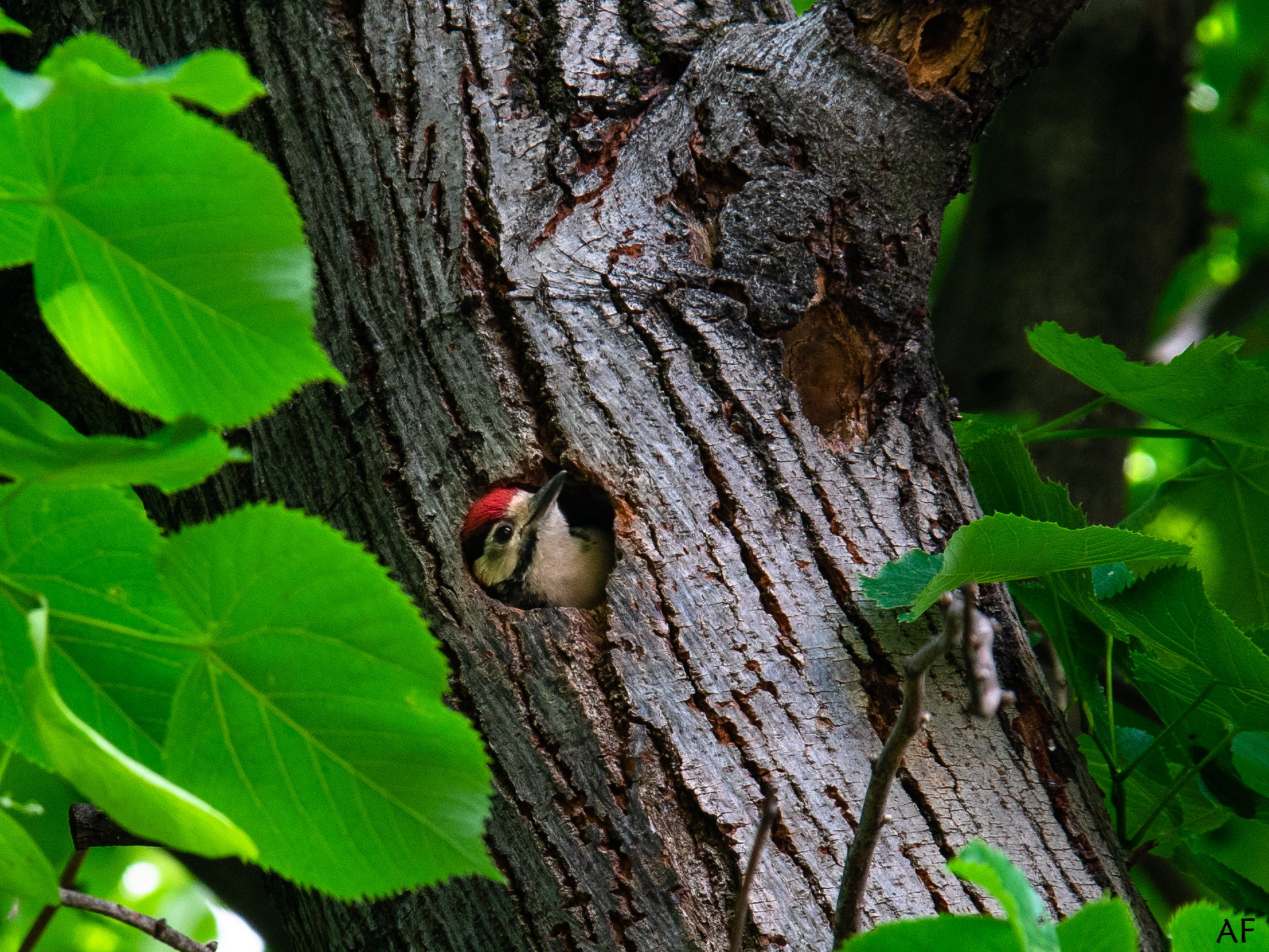 The Little Woodpecker