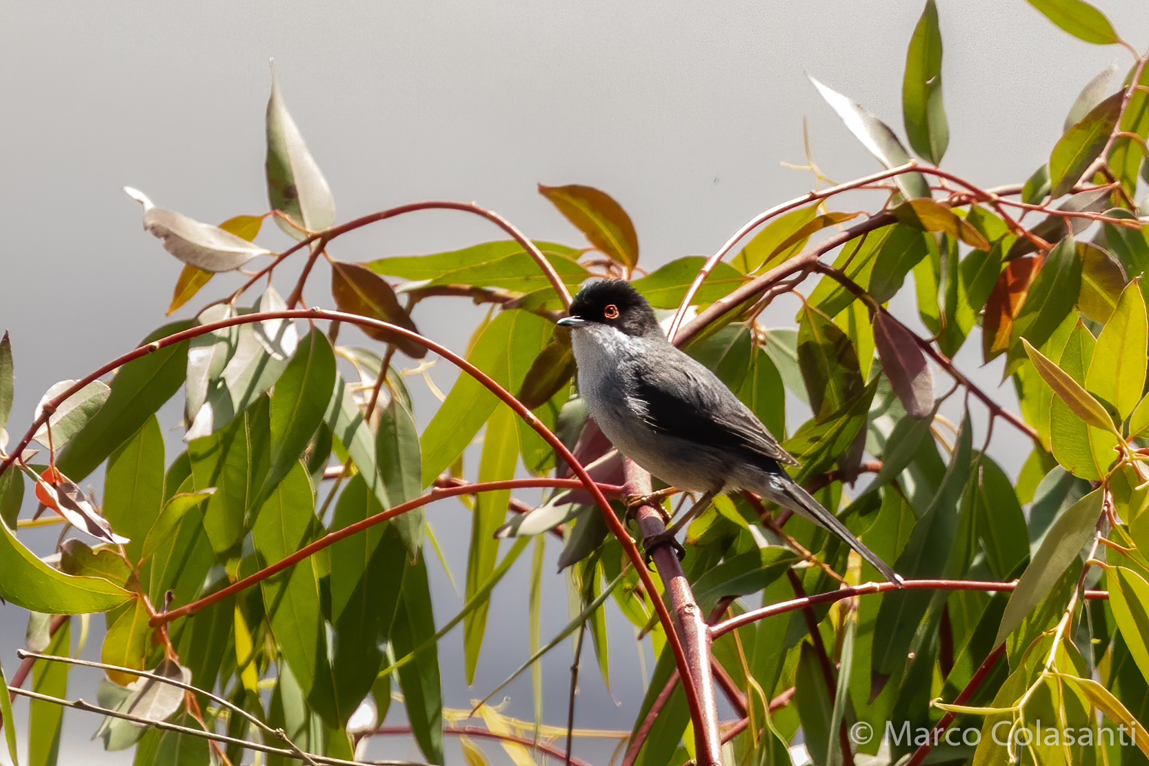 eye-catching eyeball