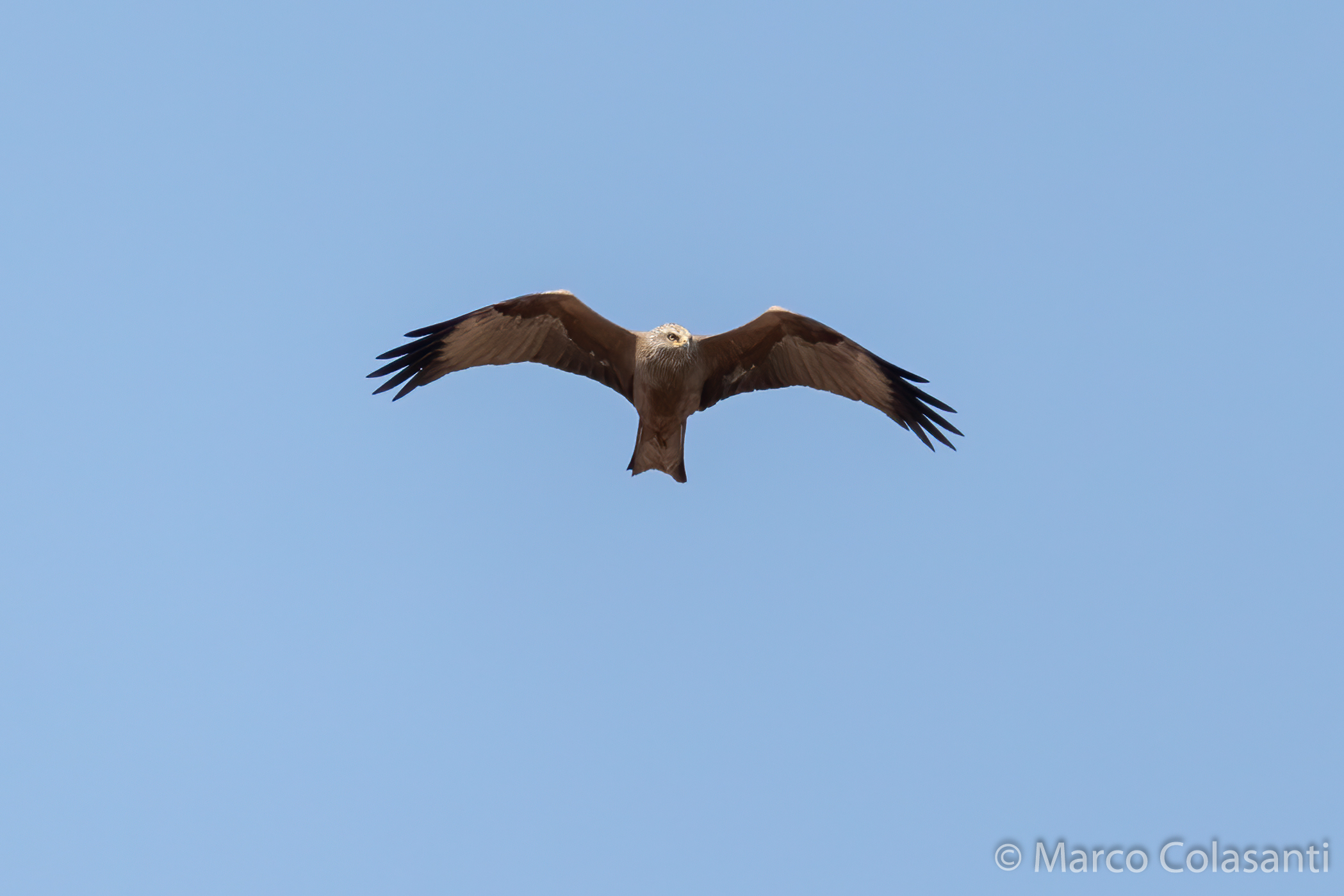 Brown kite
