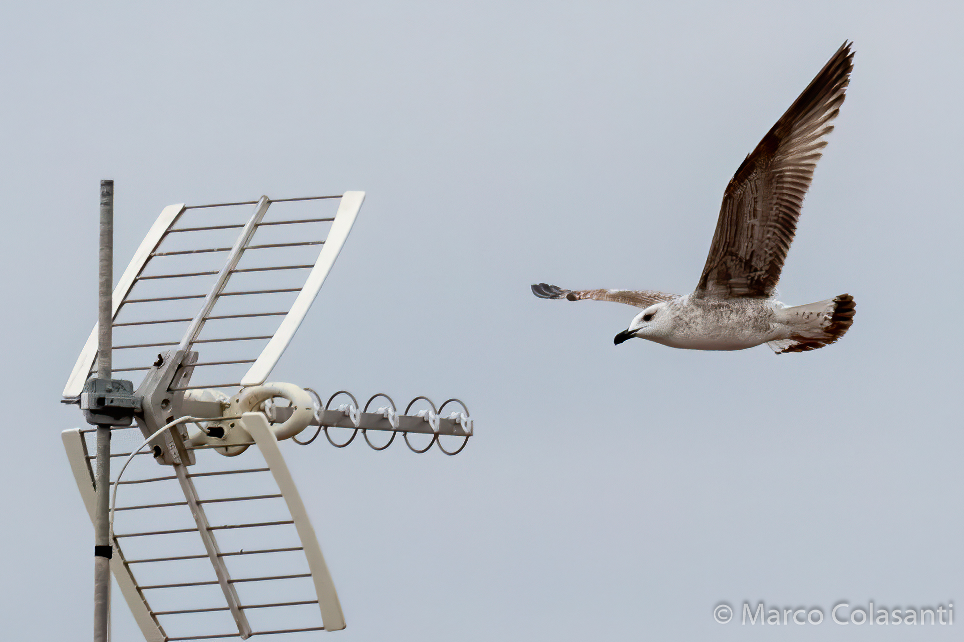 Common seagull.... antennist