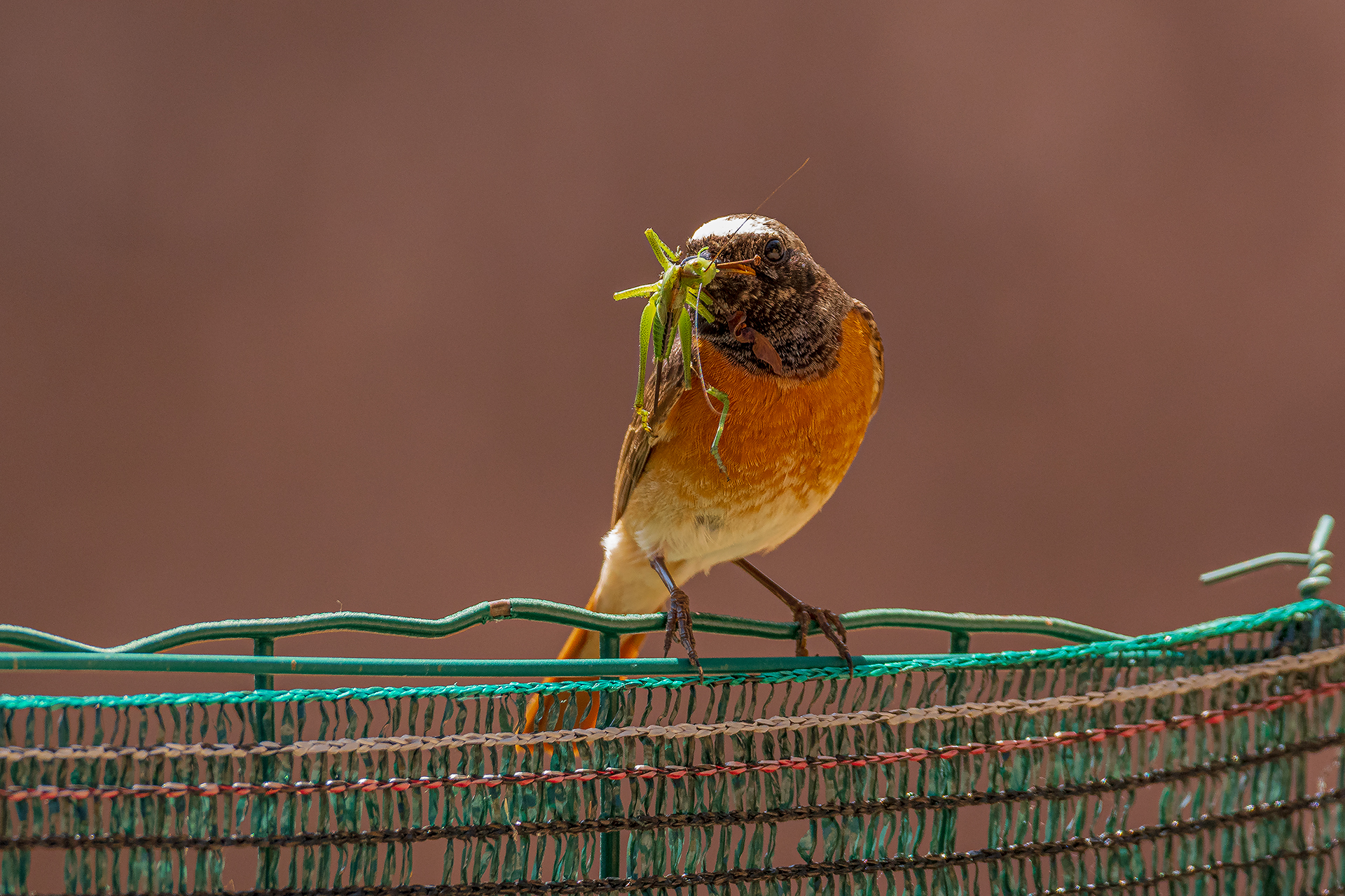 Codirosso... great catch!