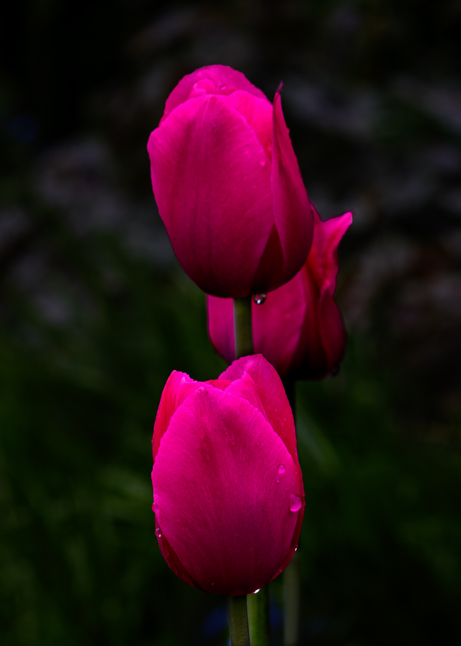 Tre tulipani di fila.
