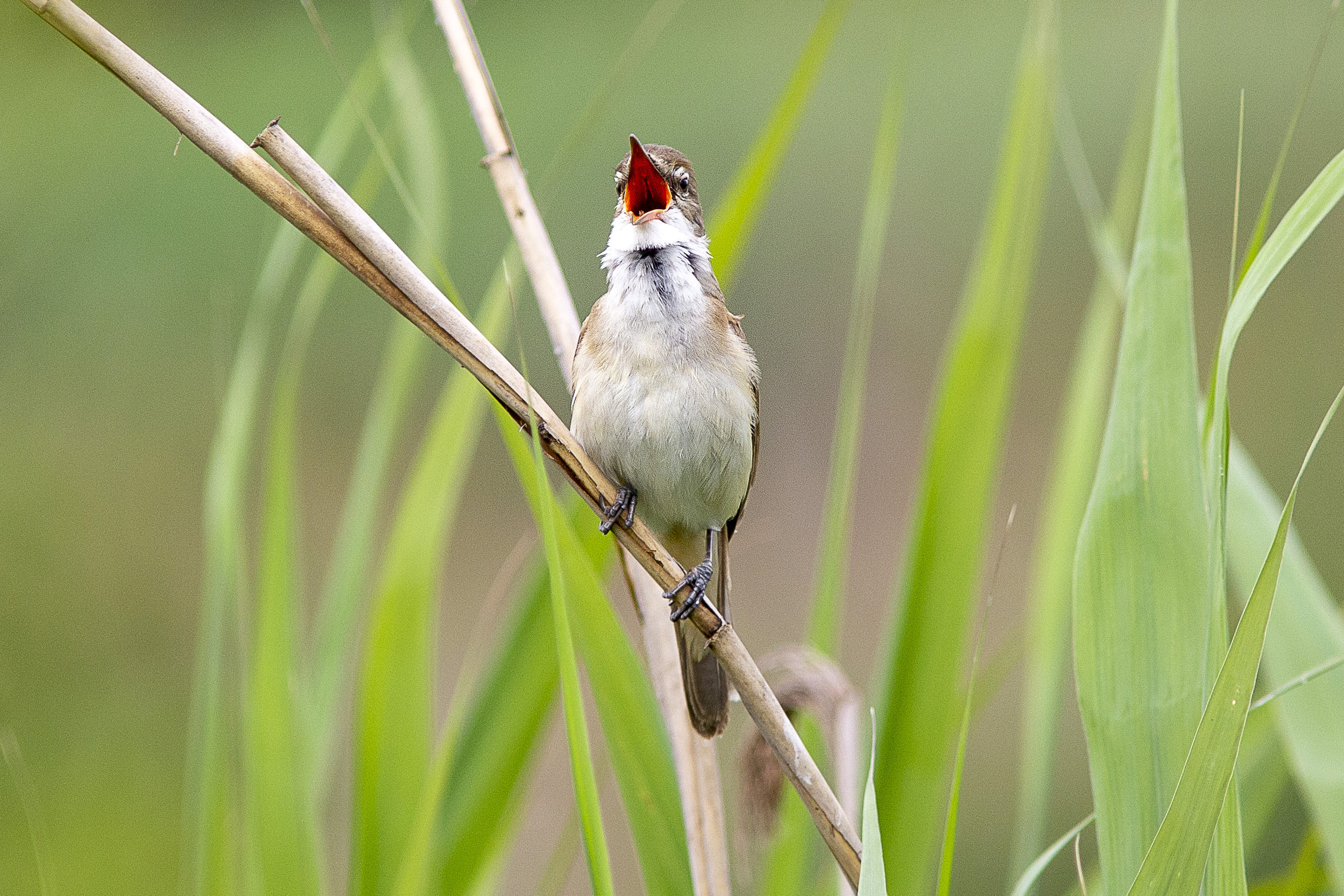 Cannareccione (Acrocephalus arundinaceus)