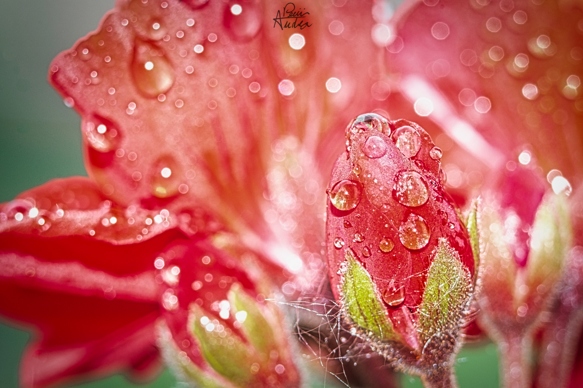 Pelargonium gocciolantissimum
