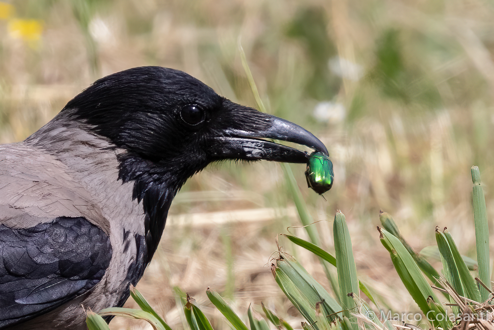 Grey horn with cetonia aurated in the beak