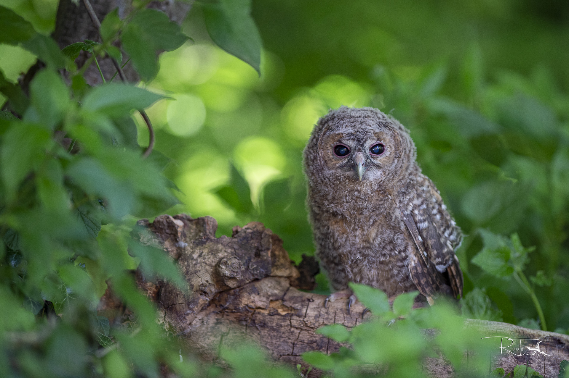 la sorpresa nel bosco