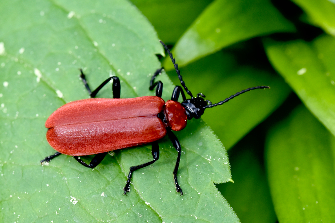 Mimetizzarmi non e la mia forza