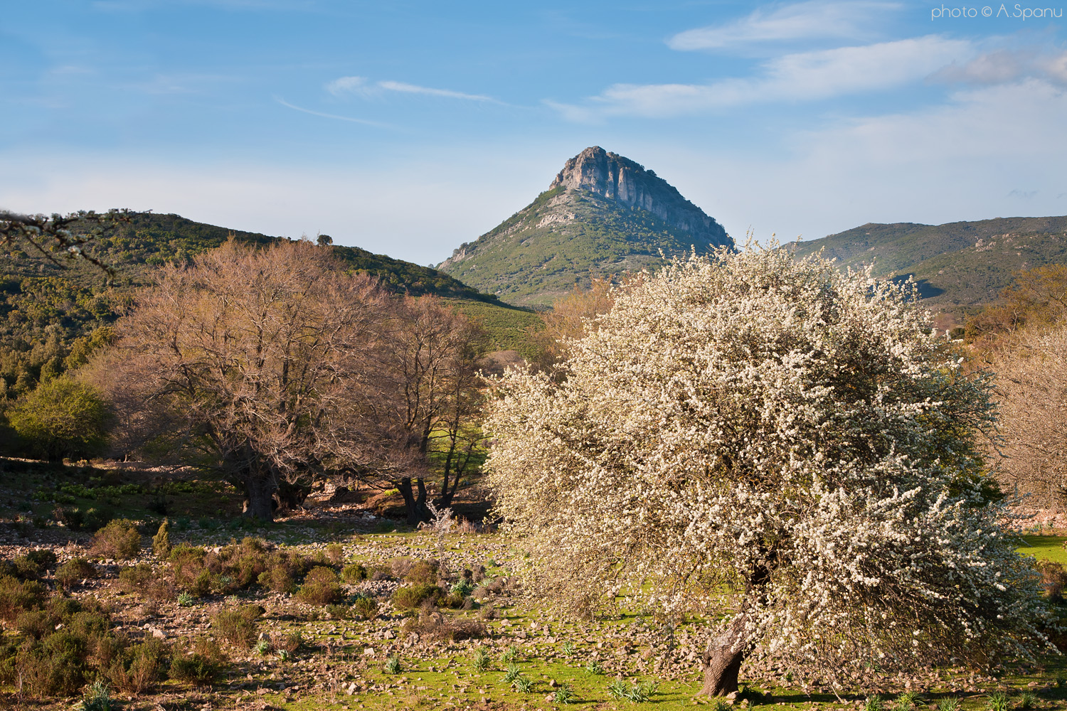 Ritratto d'Ogliastra