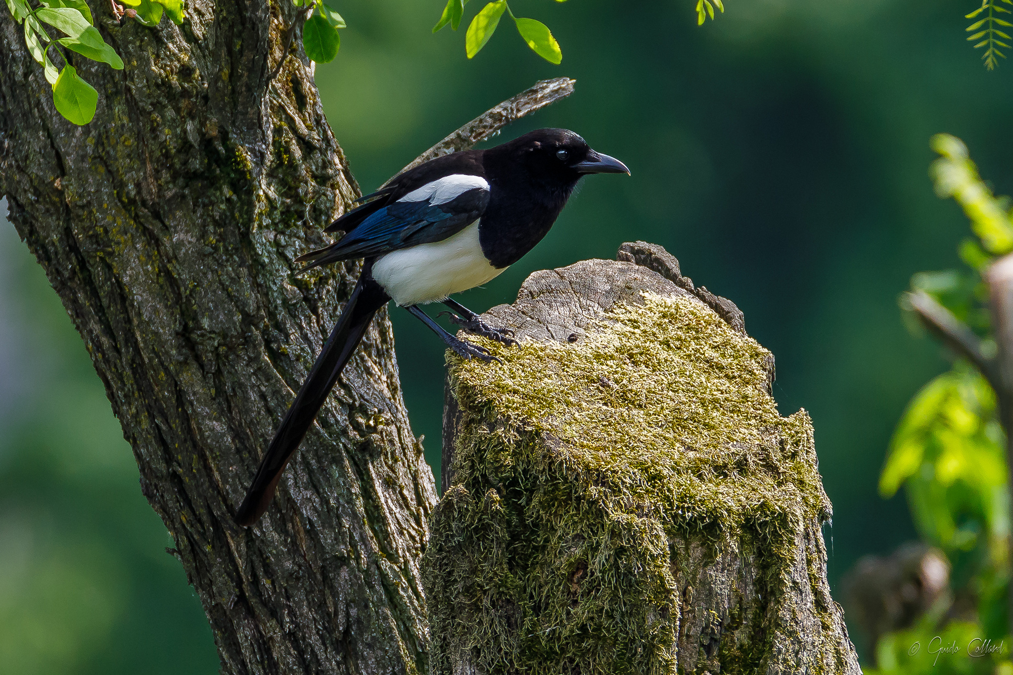 Magpie
