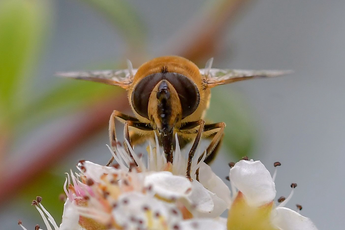 insects on cotton flowersaster