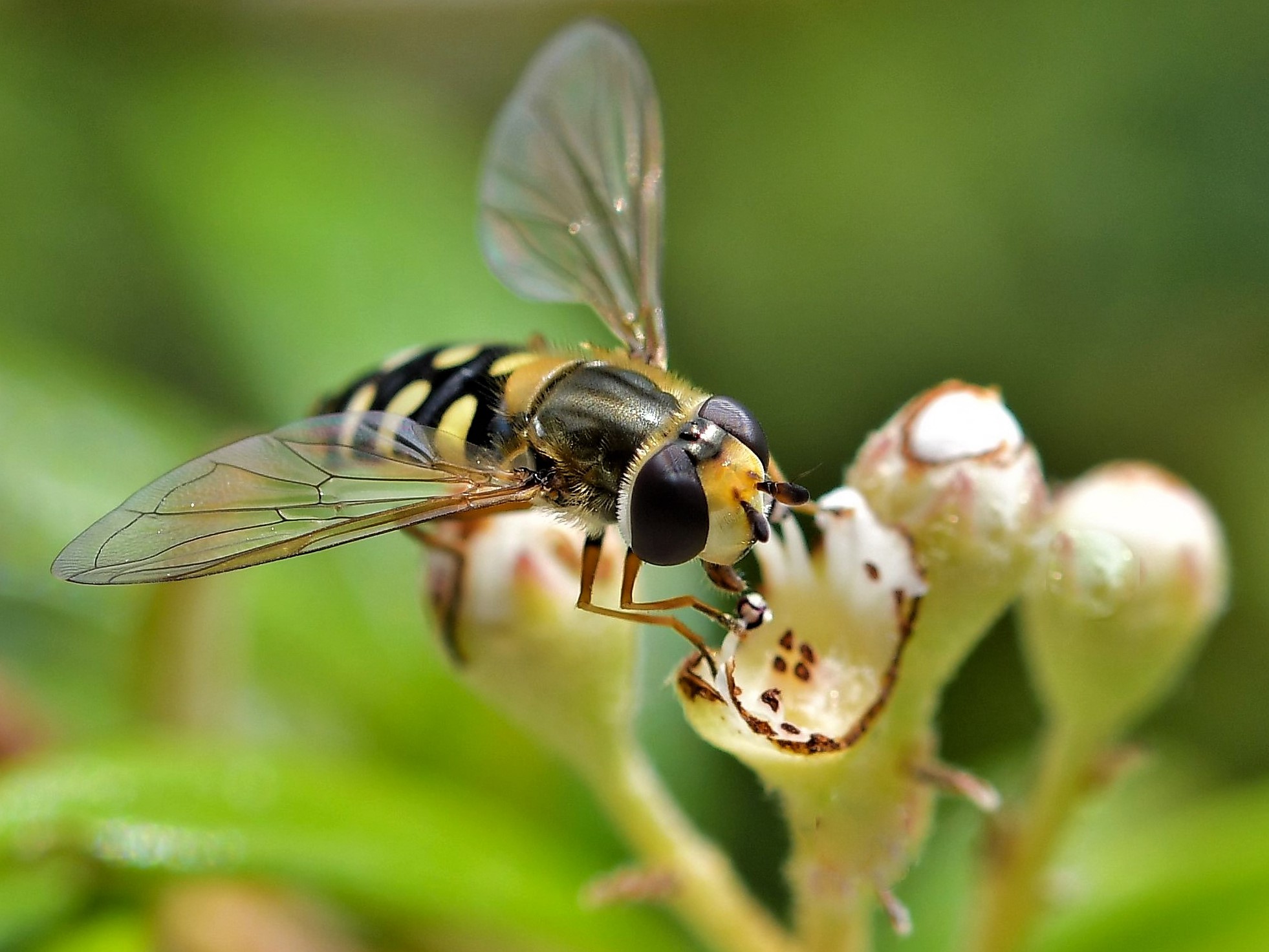 insects on cotton flowersaster