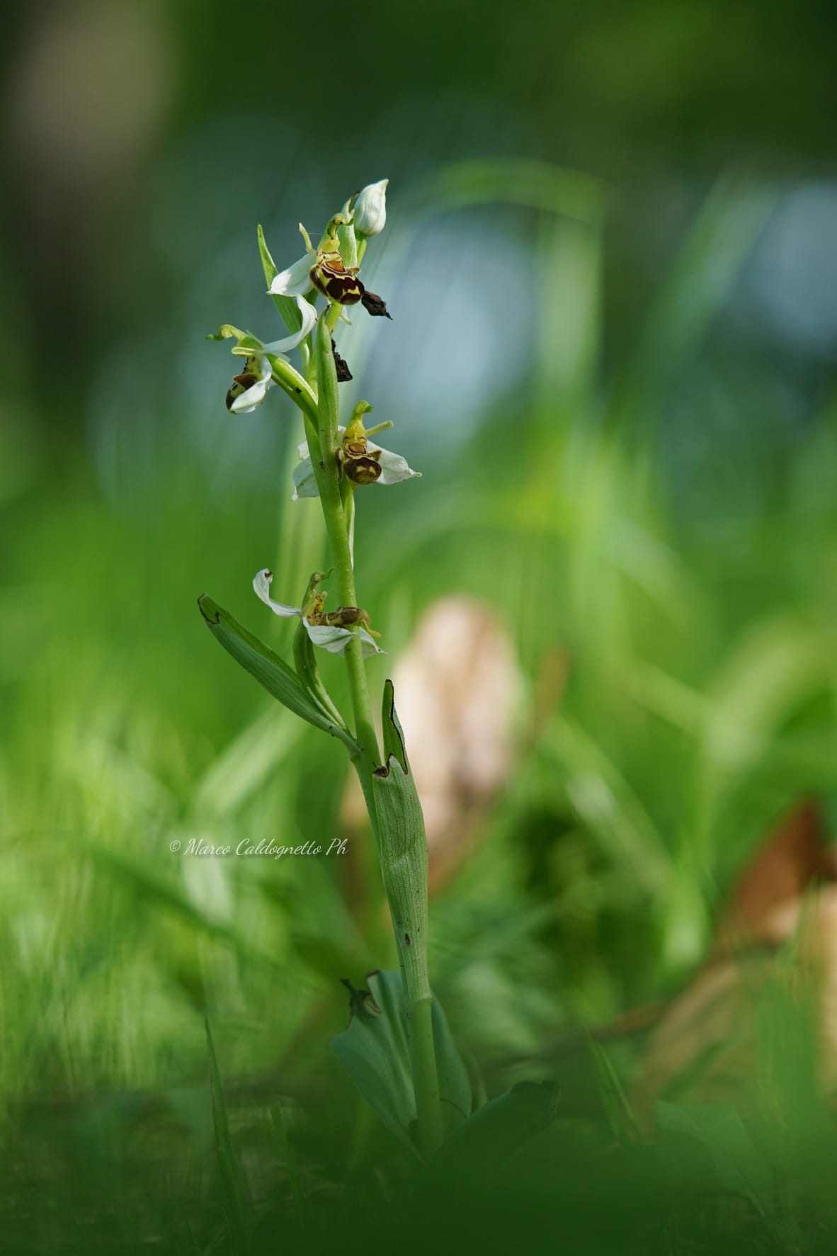 Orchidea Col di bespa
