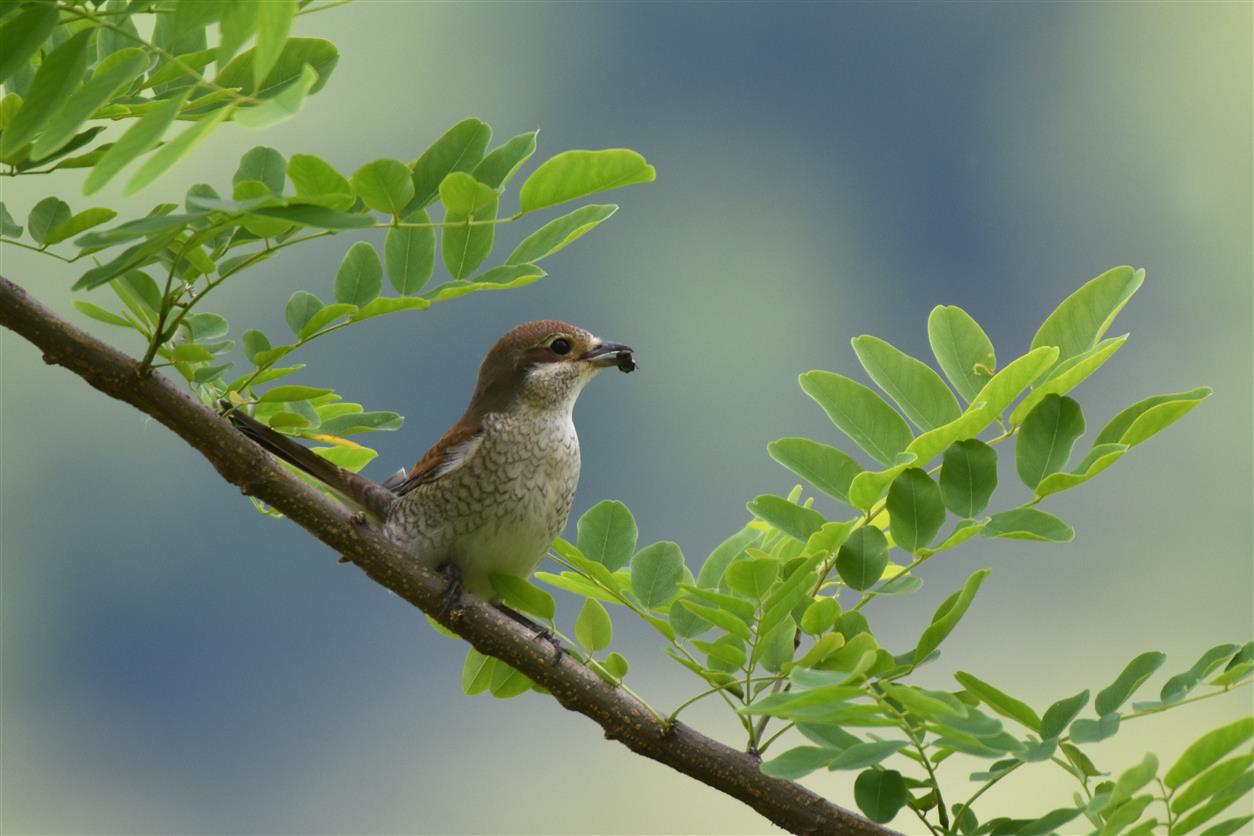 di ritorno dall'Africa