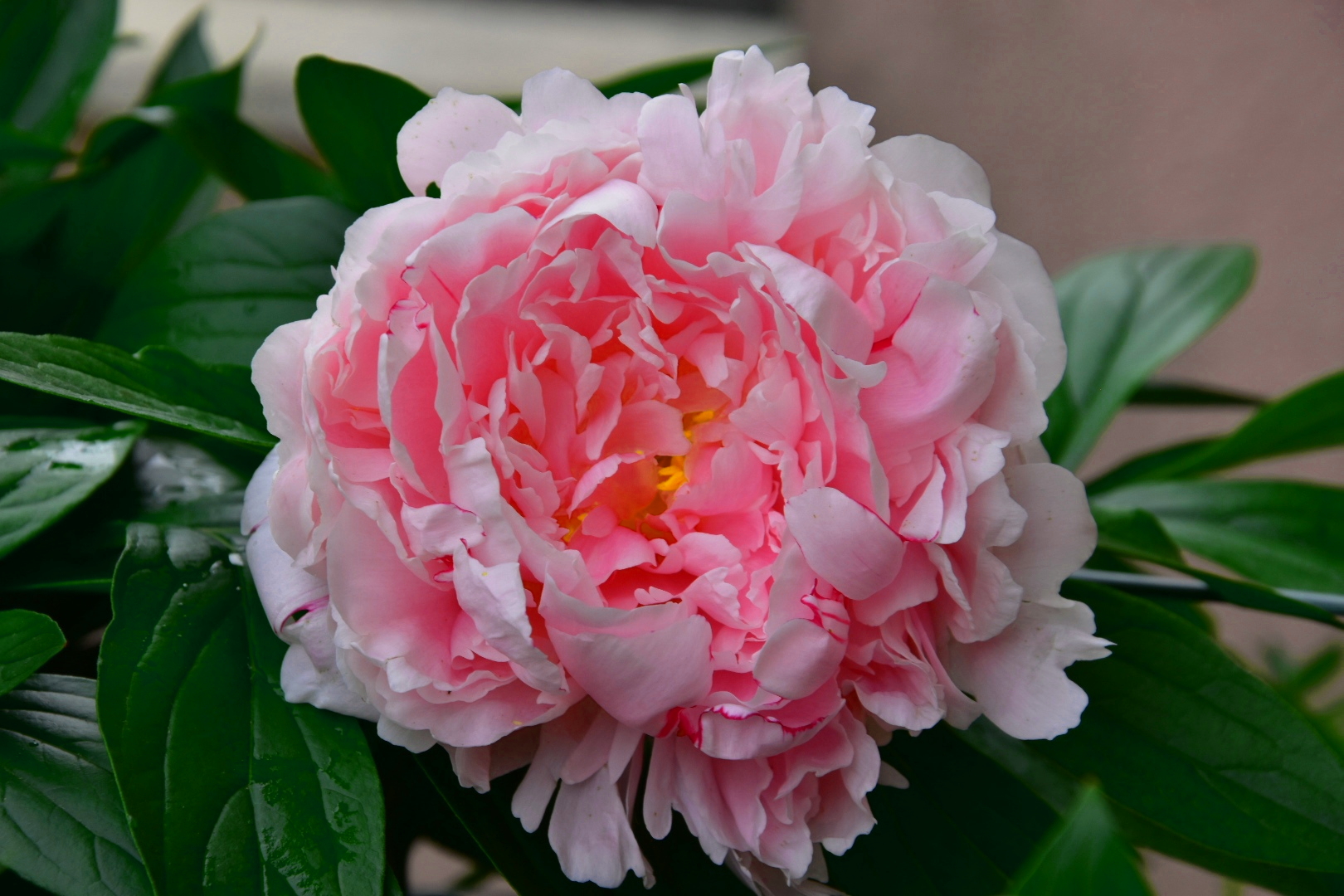 peony at mt.0