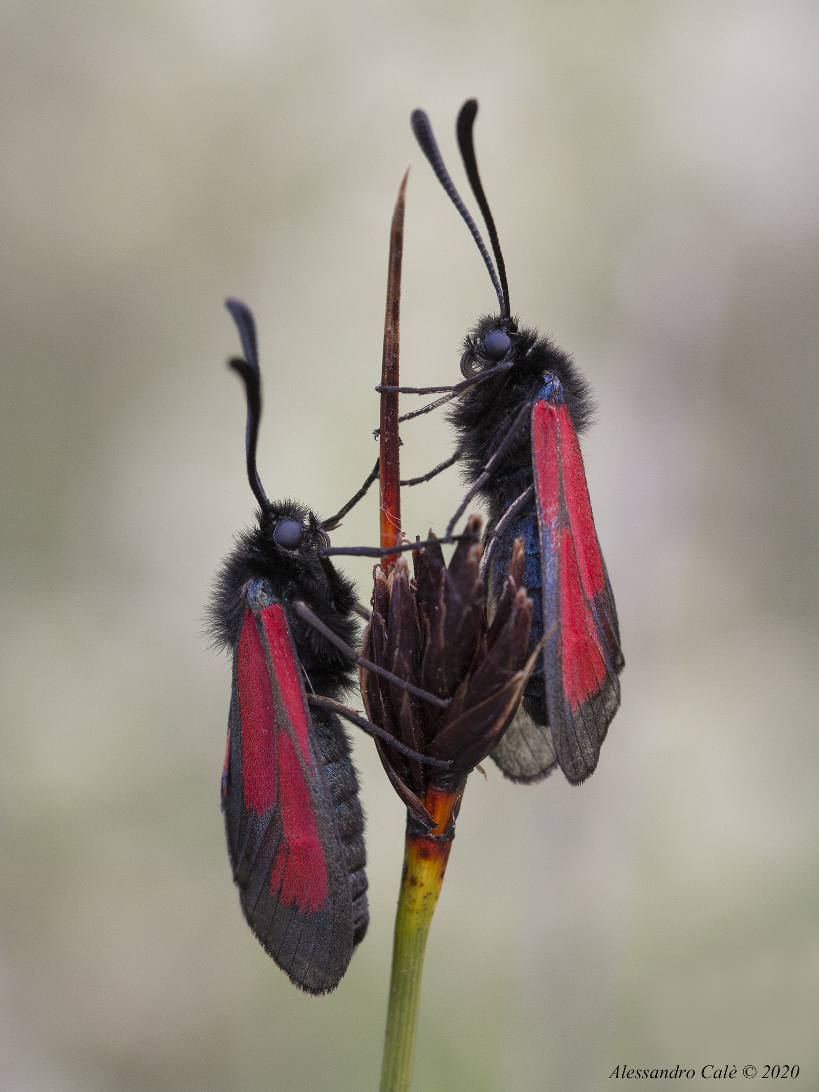 Zygaena 6151