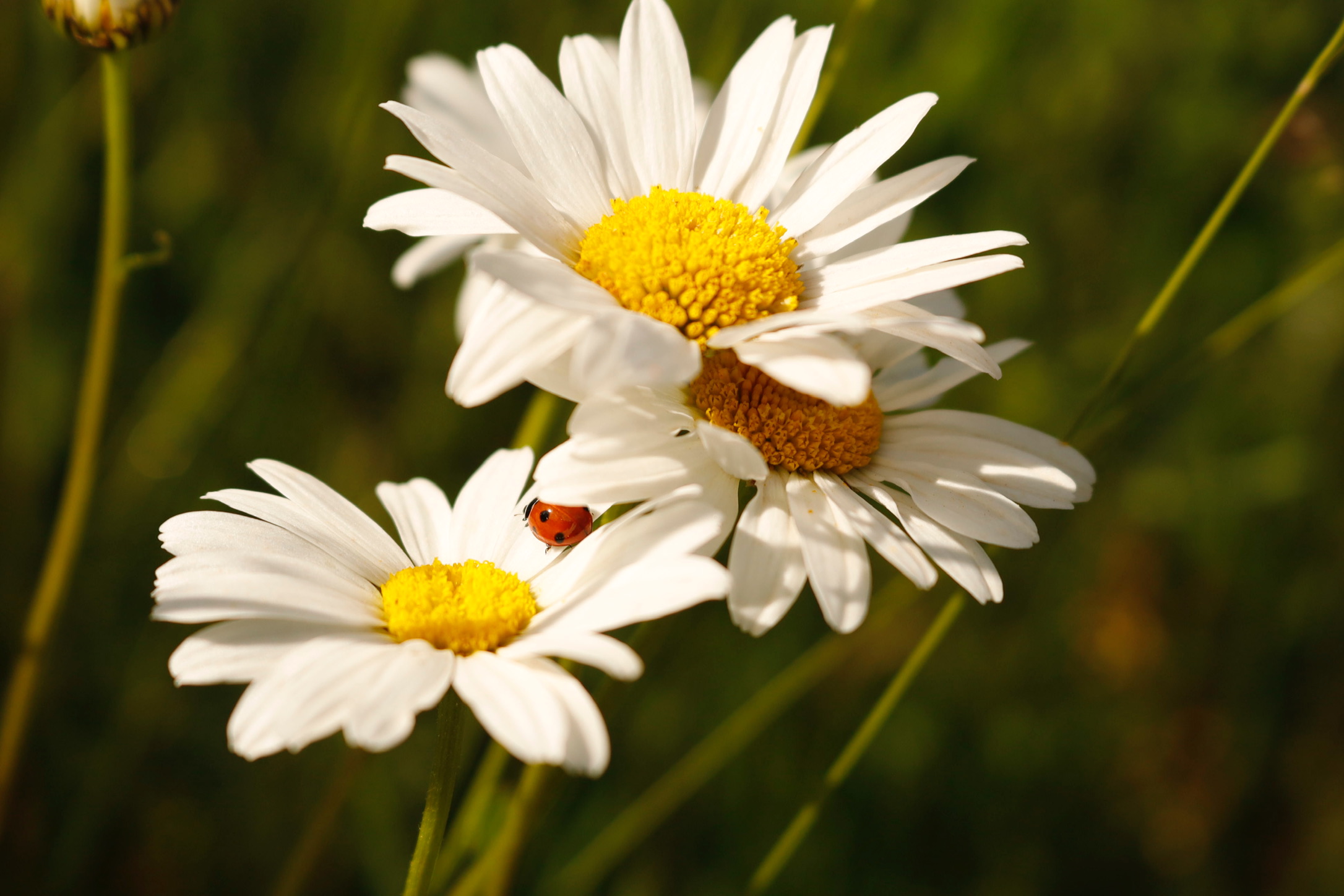 La timida coccinella