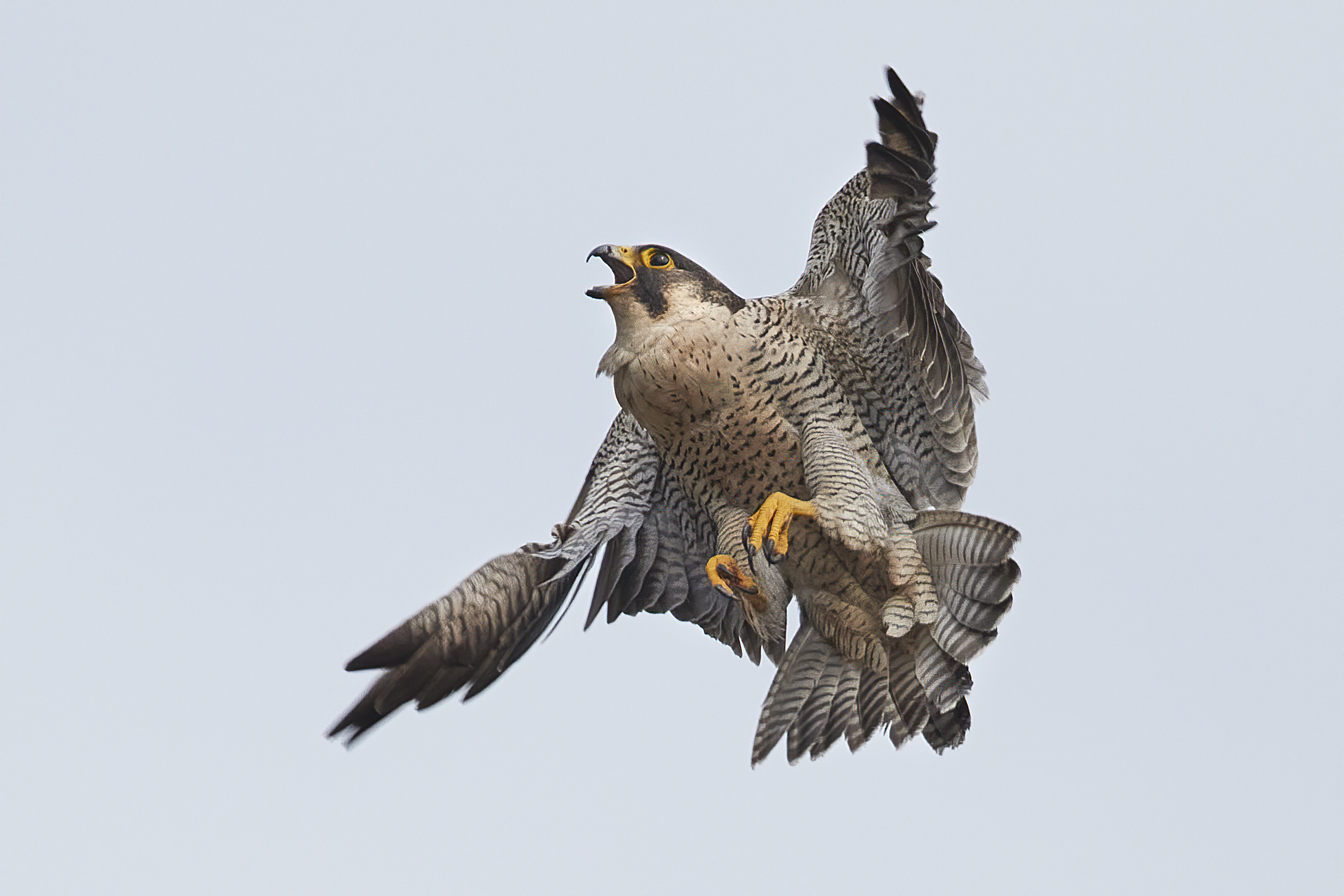 peregrine falcon