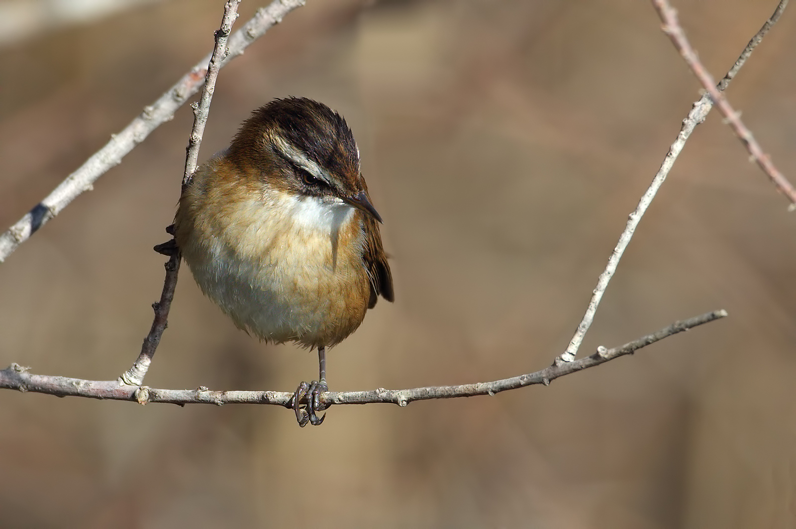 Forapaglie castagnolo    HD