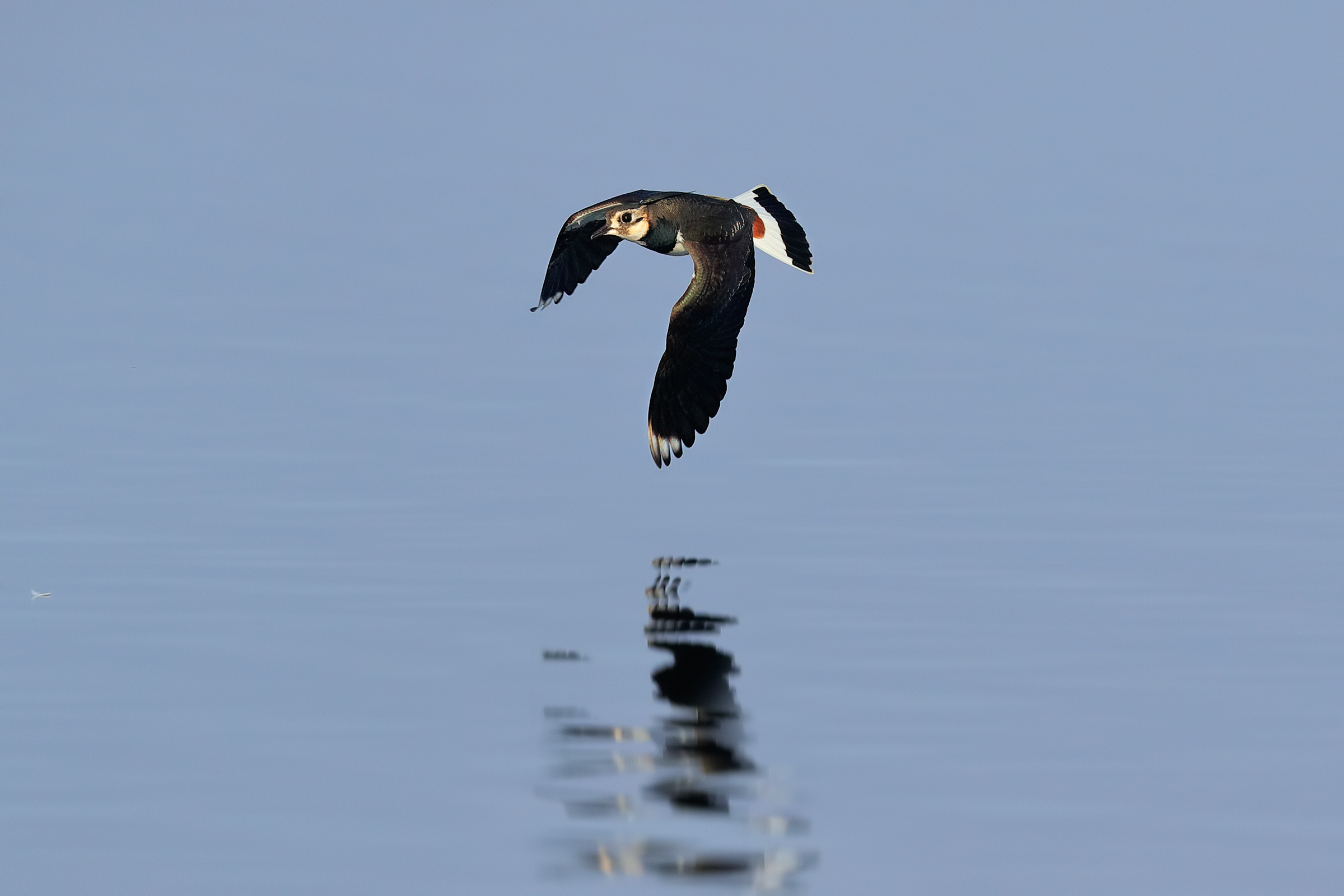 Lapwing