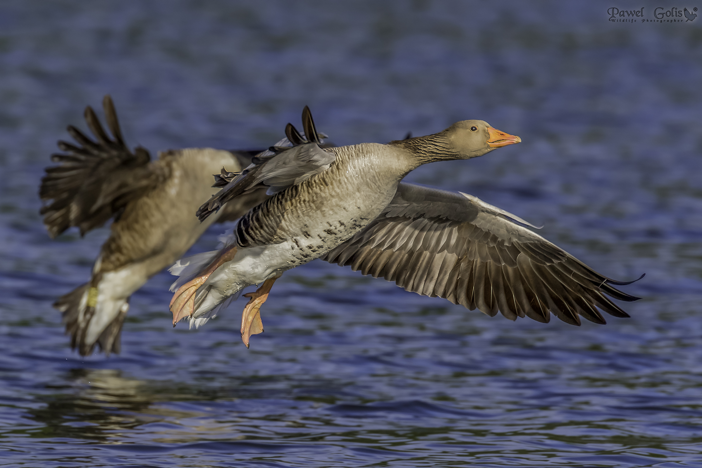 Greylag oca (Anser anser) in Fly