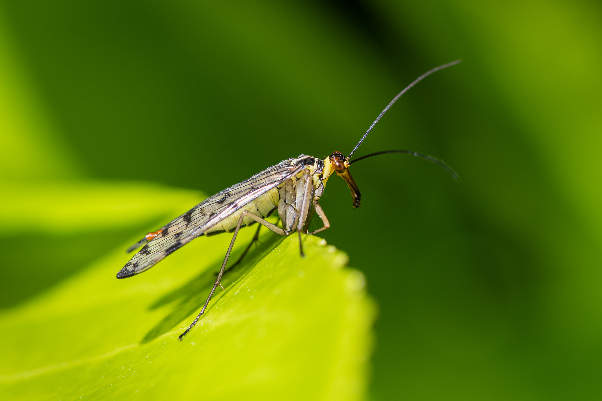 Scorpion Fly