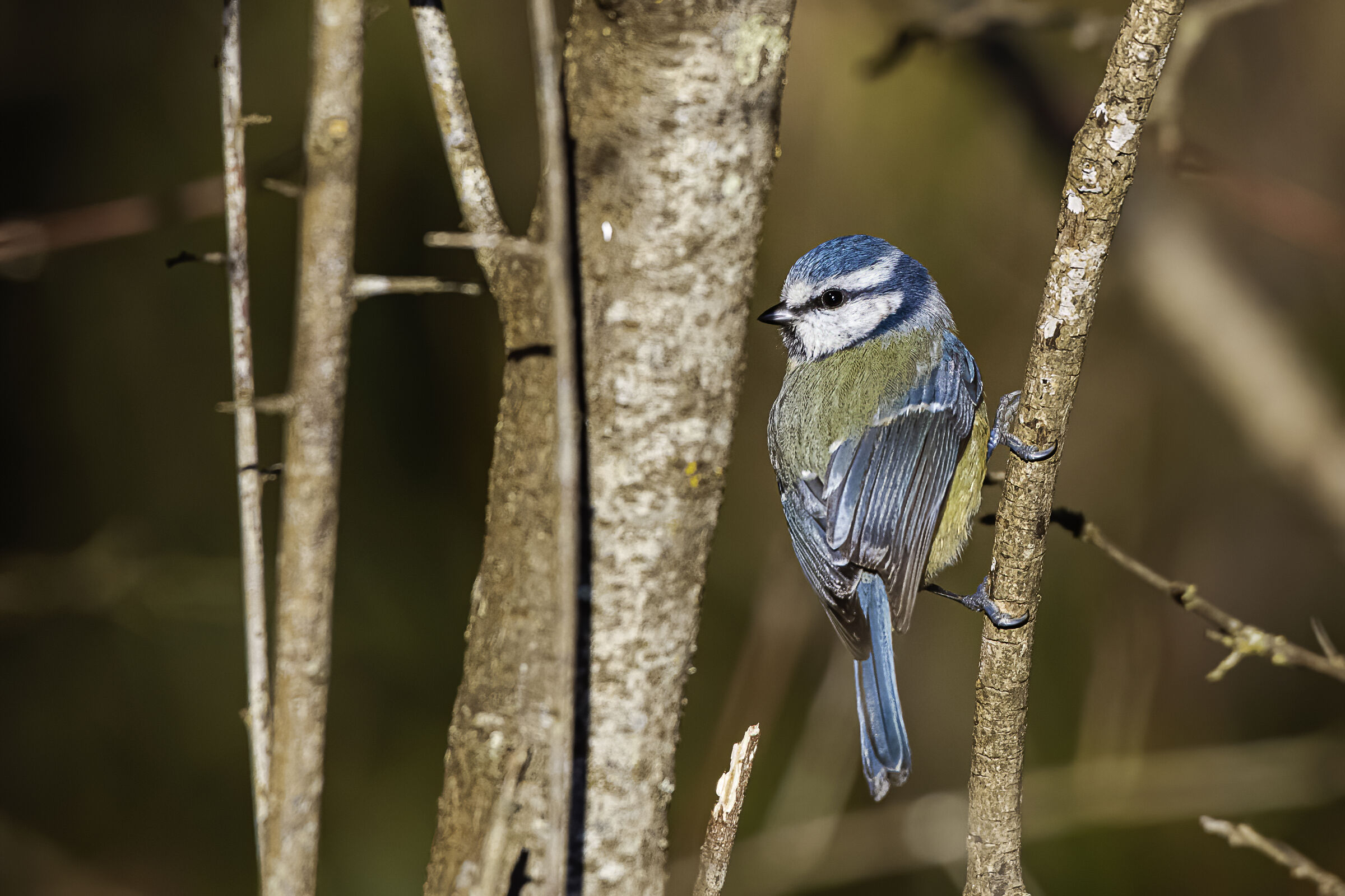 the chinaciarella in the woods