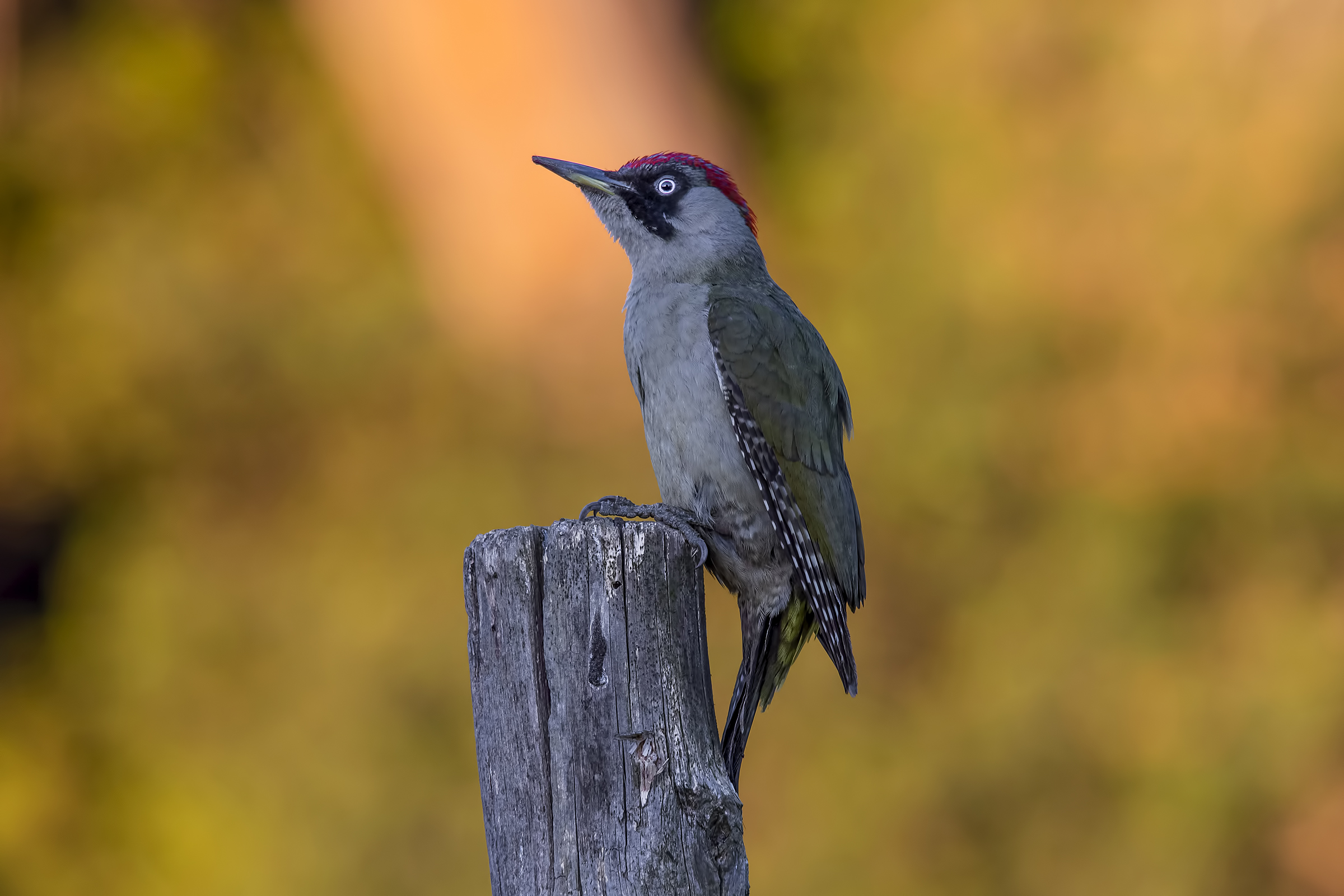 Female green woodpecker